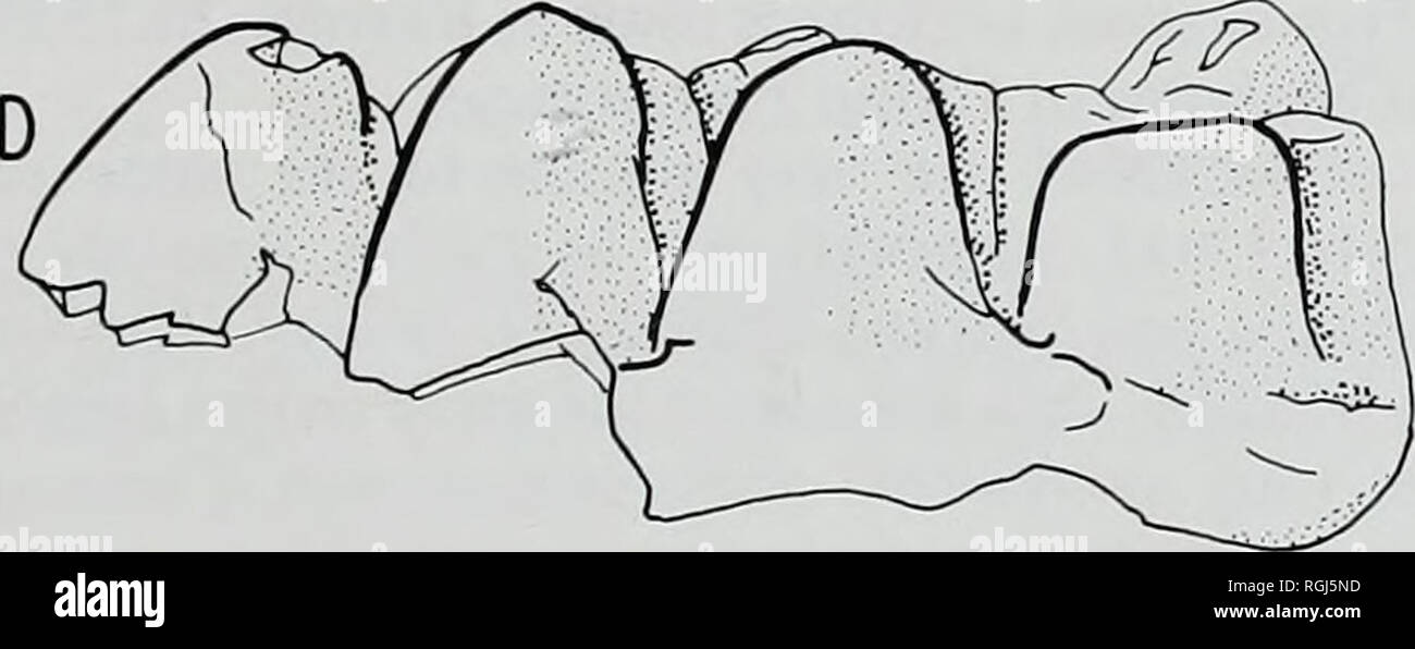 . Bulletin des British Museum (Natural History), Geologie. . Abb. 22 Gomphotherium cooperi. Labial Ansichten der Molaren. A-C, von Ad Dabtiyah. A, links M, M.42940. B, links M3: Dabtiyah, M. in 42946. M. in 42945. C, M3, M. in 42943. D, M 3 von 60 km südlich von Ad es sehr wie die artenay M 3 der Ginsburg &Amp; Antunes (1966: pi aussieht. 3, Abb. 2), ist aber möglicherweise niedrigere - gekrönt. Auf den ersten Blick sieht es auch schmaler, aber das ist nicht von Ginsburg &Amp; Antunes' Messungen der Länge x Breite (179 x 82 mm) noch durch meine eigenen Messungen von Ihrem Bild. M. in 42941. Die dorsale Konkavität der Tusk ist Stockfoto