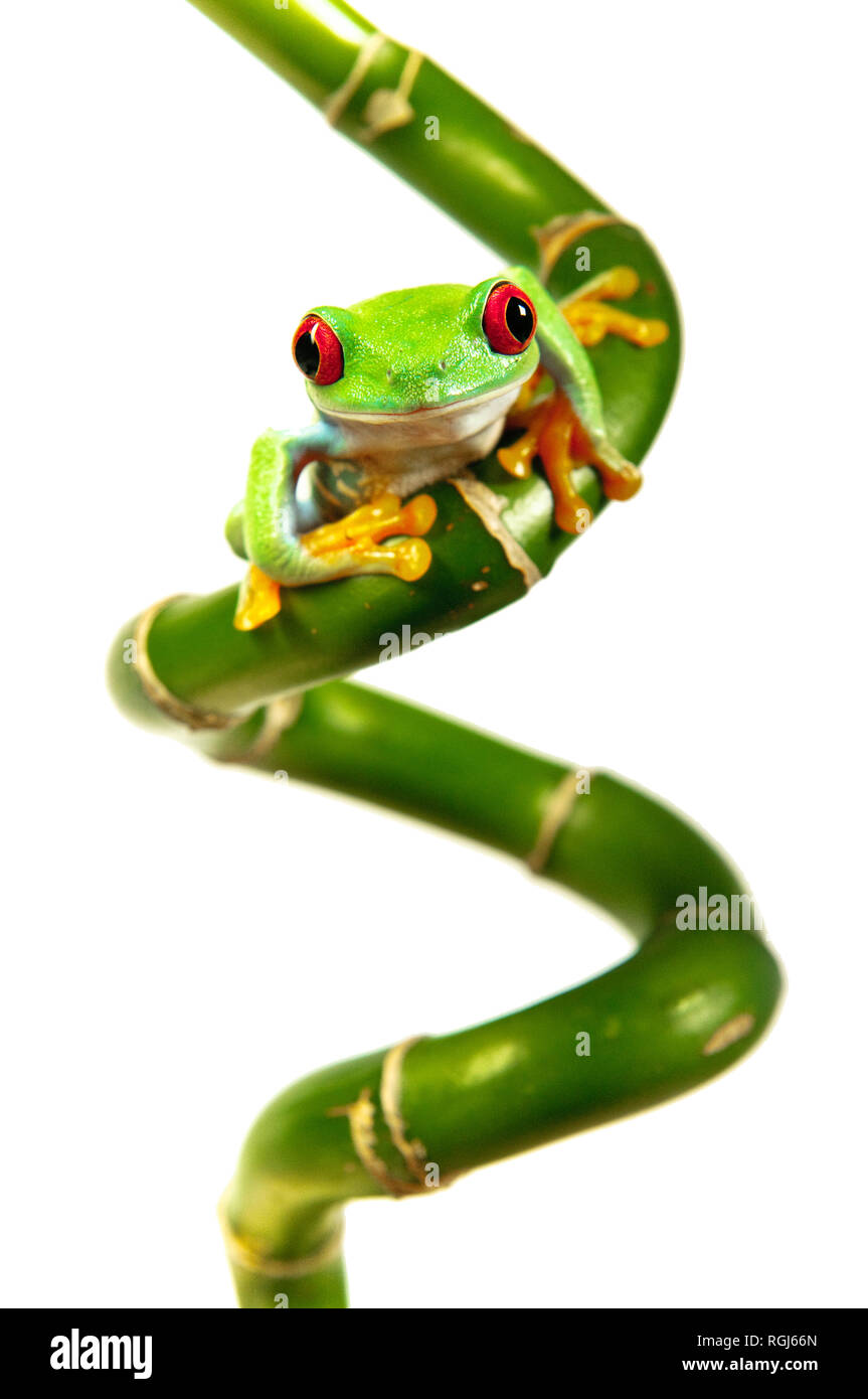 Red Eyed Tree Frog auf Curly Bambus Stockfoto