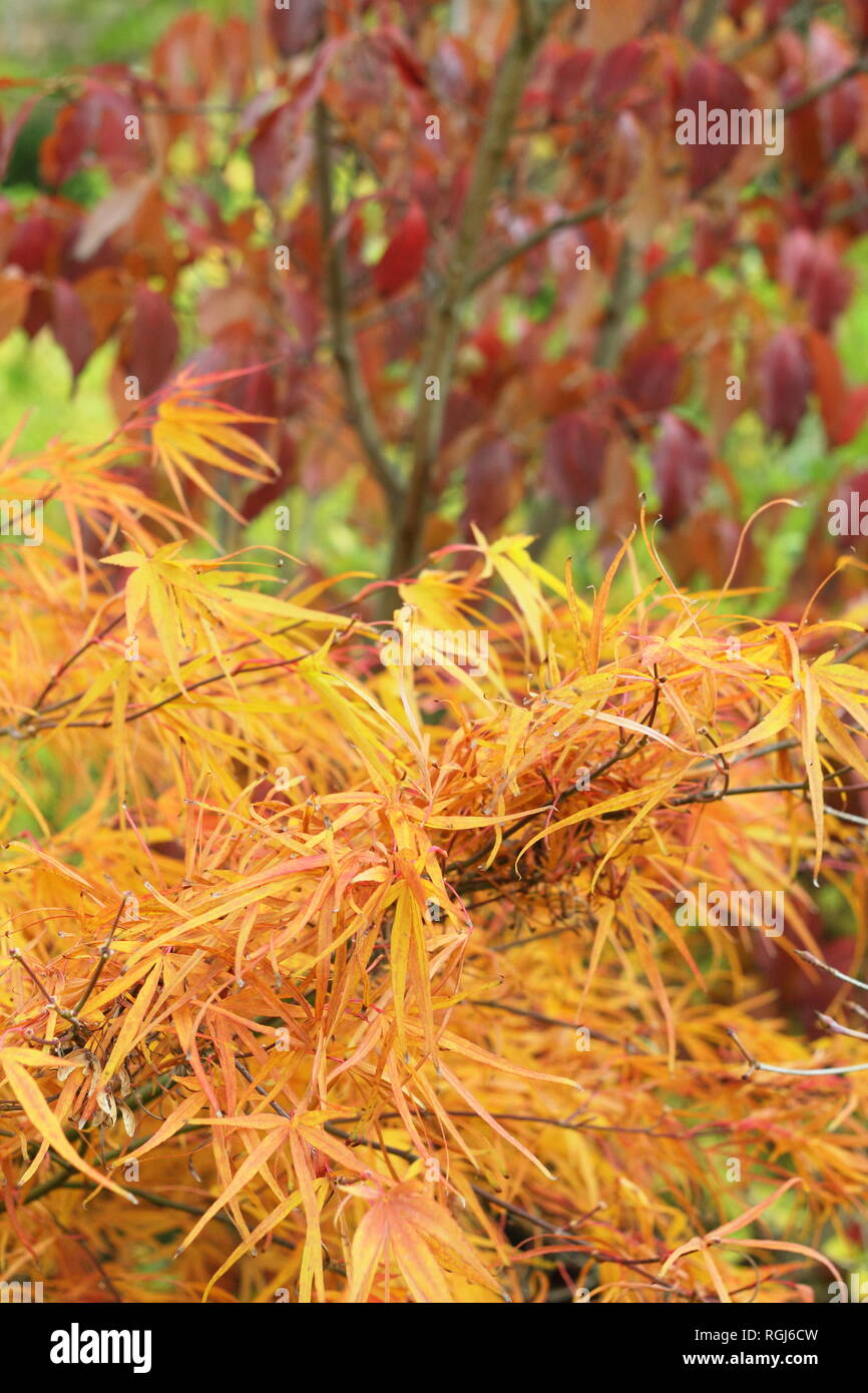 Cornus kousa "Gold Cup" Chinesischer Hartriegel und Acer palmatum 'Villa Taranto, in lebendigen Farben autmn, November, Großbritannien Stockfoto