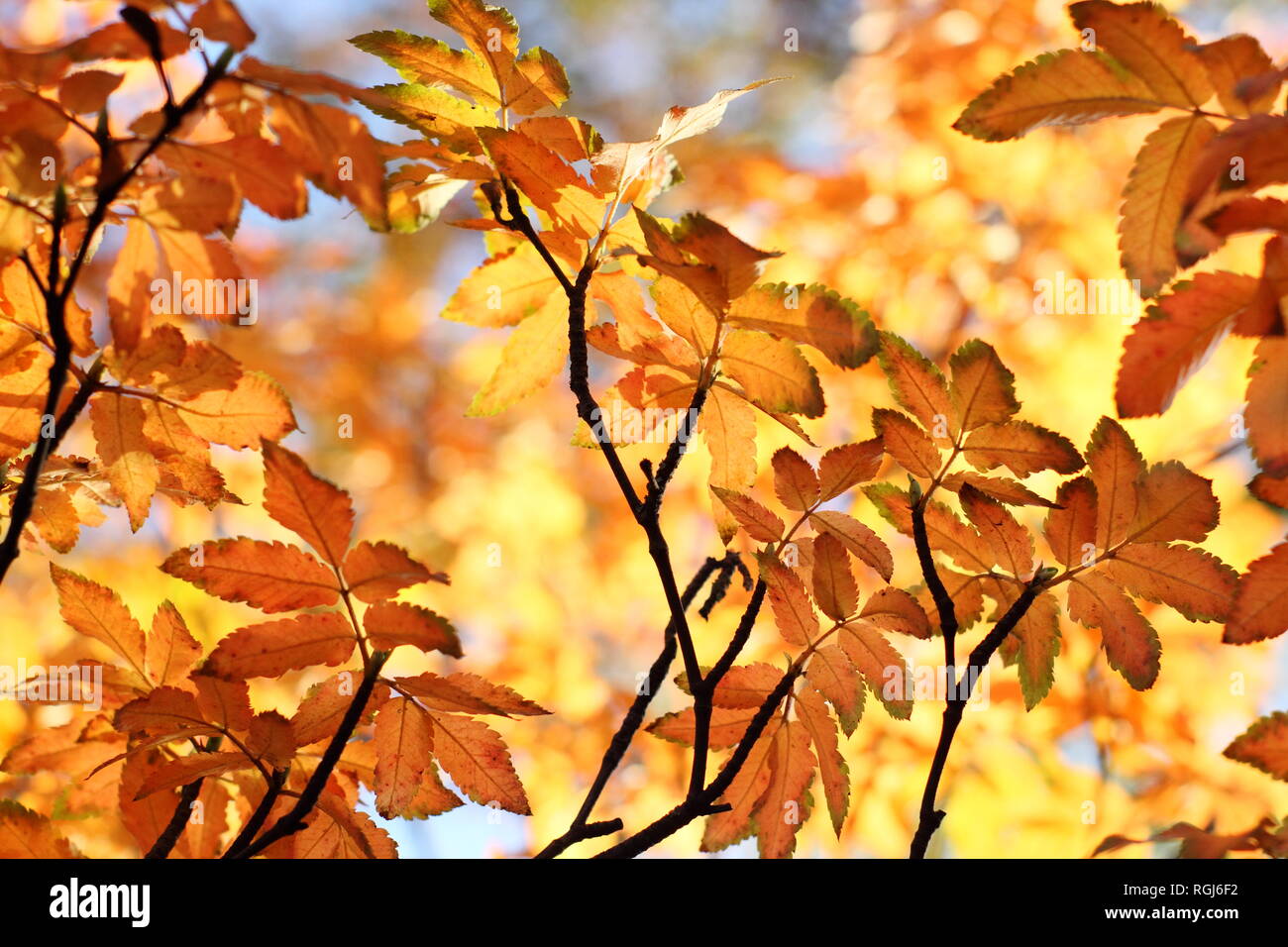 Eucryphia glutinosa. Markante Herbst Farbe des Pinsels, Bush, November, Großbritannien. Hauptversammlung Stockfoto