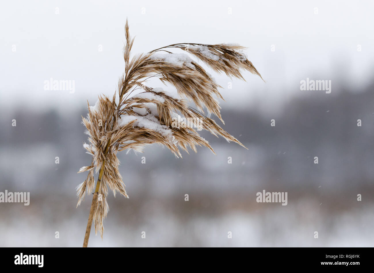 Ein einziges Heu mit Schnee und Frost auf es mit unscharfen Hintergrund Stockfoto