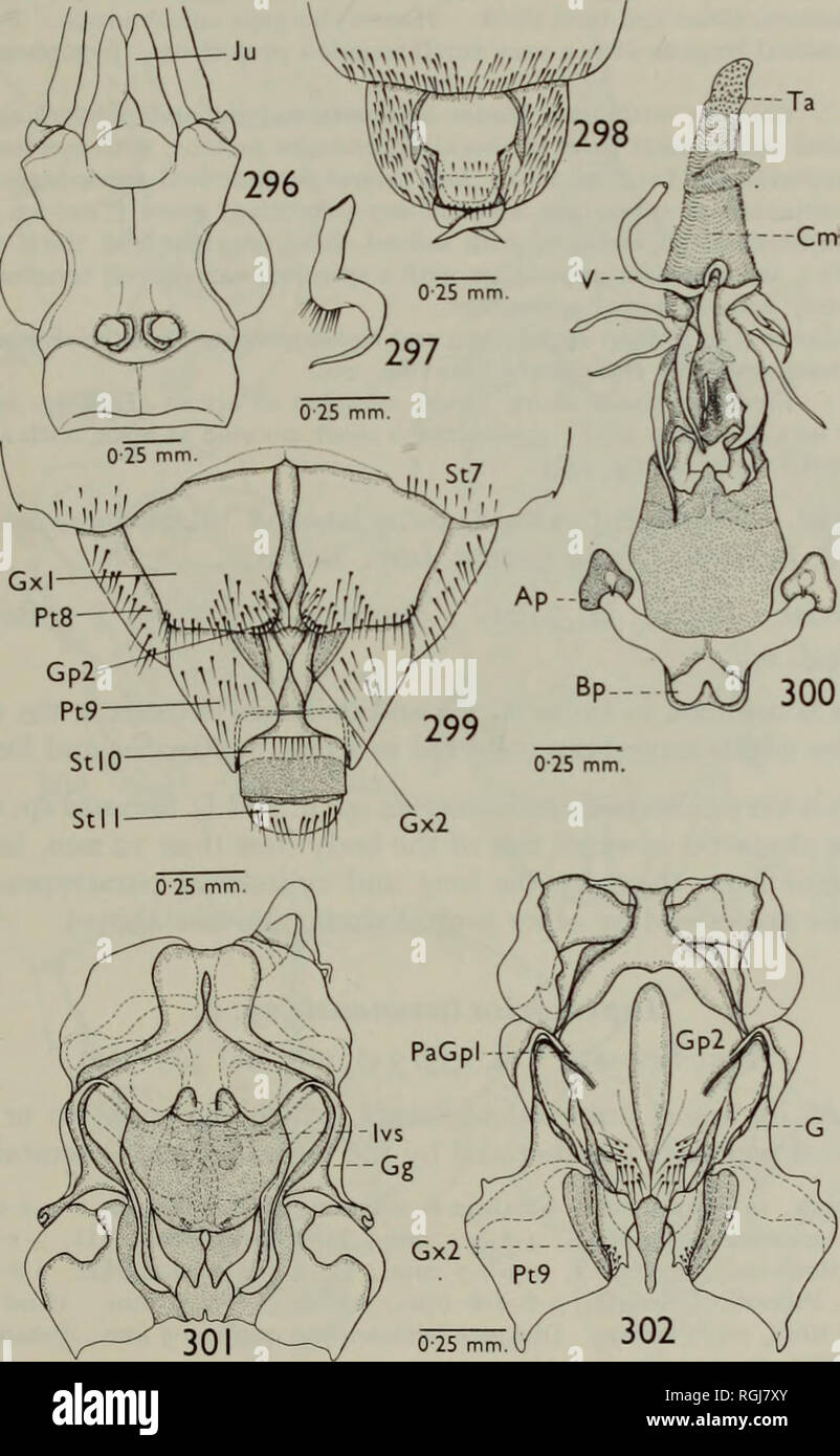 . Bulletin des British Museum (Natural History) Sdgg Supp. Die LEPTOCORISINAE DER WELT 89&lt; J. Körperlänge, 11-5-11-8mm, Breite, 1-6 -1-8 mm. Kopf Länge, 1-6-1-7 mm., Breite, 1-1-1-2 mm. Antennen, das Segment I, 3-5 -3-7 mm., II, 2-0-2-2 mm.. Kranke, 2-5-2-6 mm., IV, fehlt. Kanzel, das Segment I, 10 mm., II, i-o mm., krank, 0-6 mm., IV, o-6mm. Halsschild, Länge, 1-7 mm, Breite -1-9, -1-8 1-6 mm. Hind femora, 60 mm. Hind Tibia, 60 mm. Dis-tance zwischen Ocelli -0-35, 0-33 mm, Abstand zwischen einem ocellus und ein Auge, -0-6 0-56 mm.. Abbn. 296-302. Leptocorisa Lepida, 296-298, 300, f 299, 301, 302, $ Stockfoto