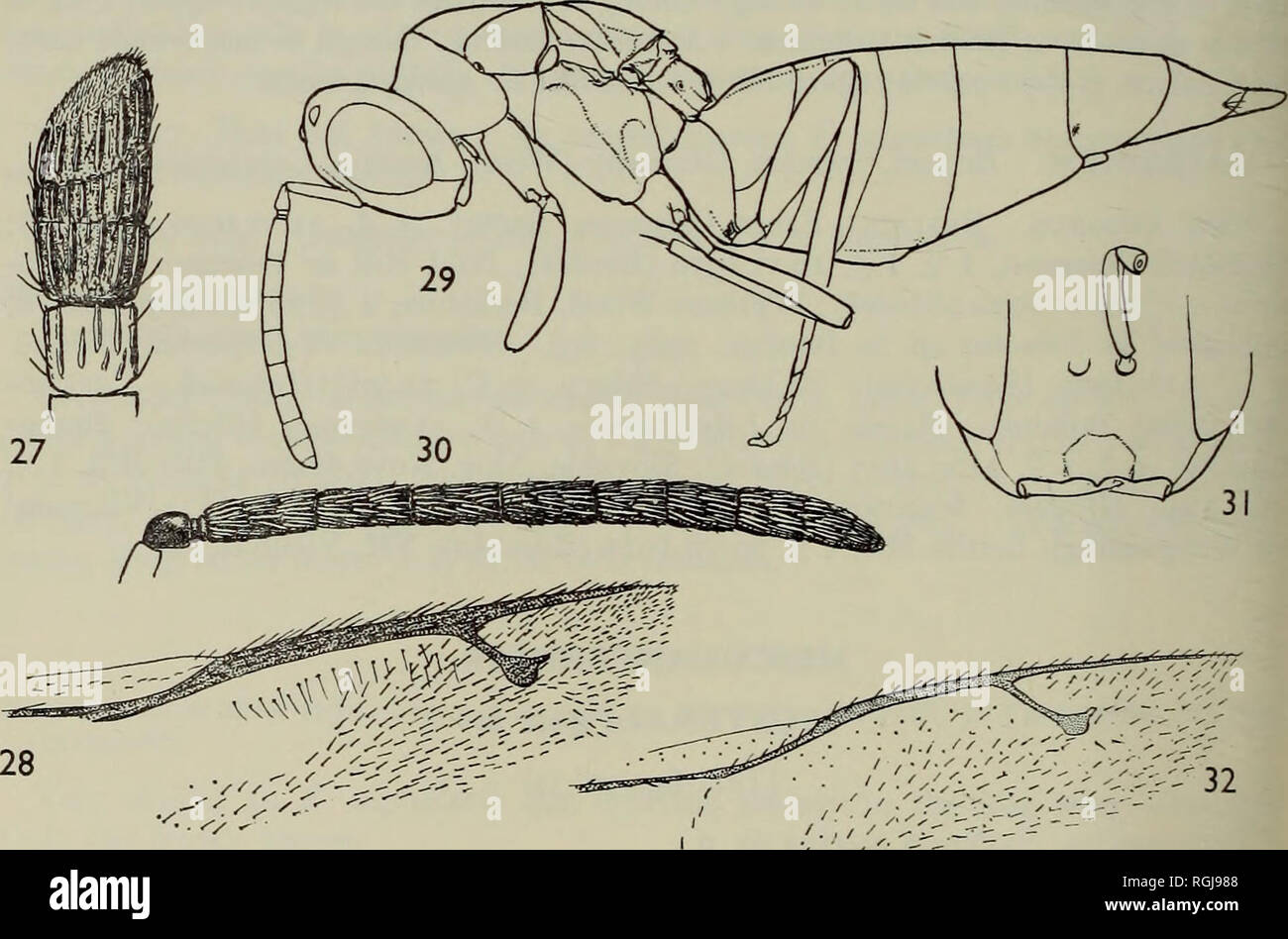 . Bulletin des British Museum (Natural History) Entomologie. 288 Z BOUCEK Oberrand beeindruckt Linie gekennzeichnet, unterschiedliche Seitenränder leicht angehoben, unterer Rand mit ausgeprägten Zahn in der Mitte, im Großen und Ganzen auf beiden Seiten emarginate (Text-Bild. 31). Malar Raum nicht konkav. Kiefer mit niedriger Marge lamelliform an der Basis, Marge fast gerade. Labio-maxillaris Komplexe normal bei beiden Geschlechtern. Antennen eingefügt in der Nähe des Zentrums von Gesicht, gut über dem unteren okuläre Linie, in beiden Geschlechtern 13 - segmentiert, Filiform, mit zwei Anelli, alle funicle Segmente in weiblichen Bügelfalte, abnehmende in Länge, die Stockfoto