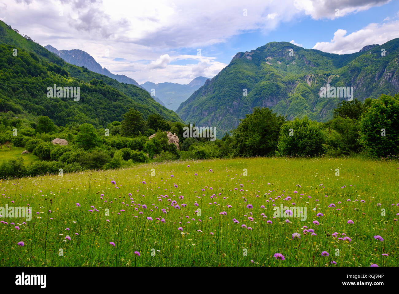Albanien, Shkoder County, Albanischen Alpen, Theth Nationalpark, Blumenwiese Stockfoto