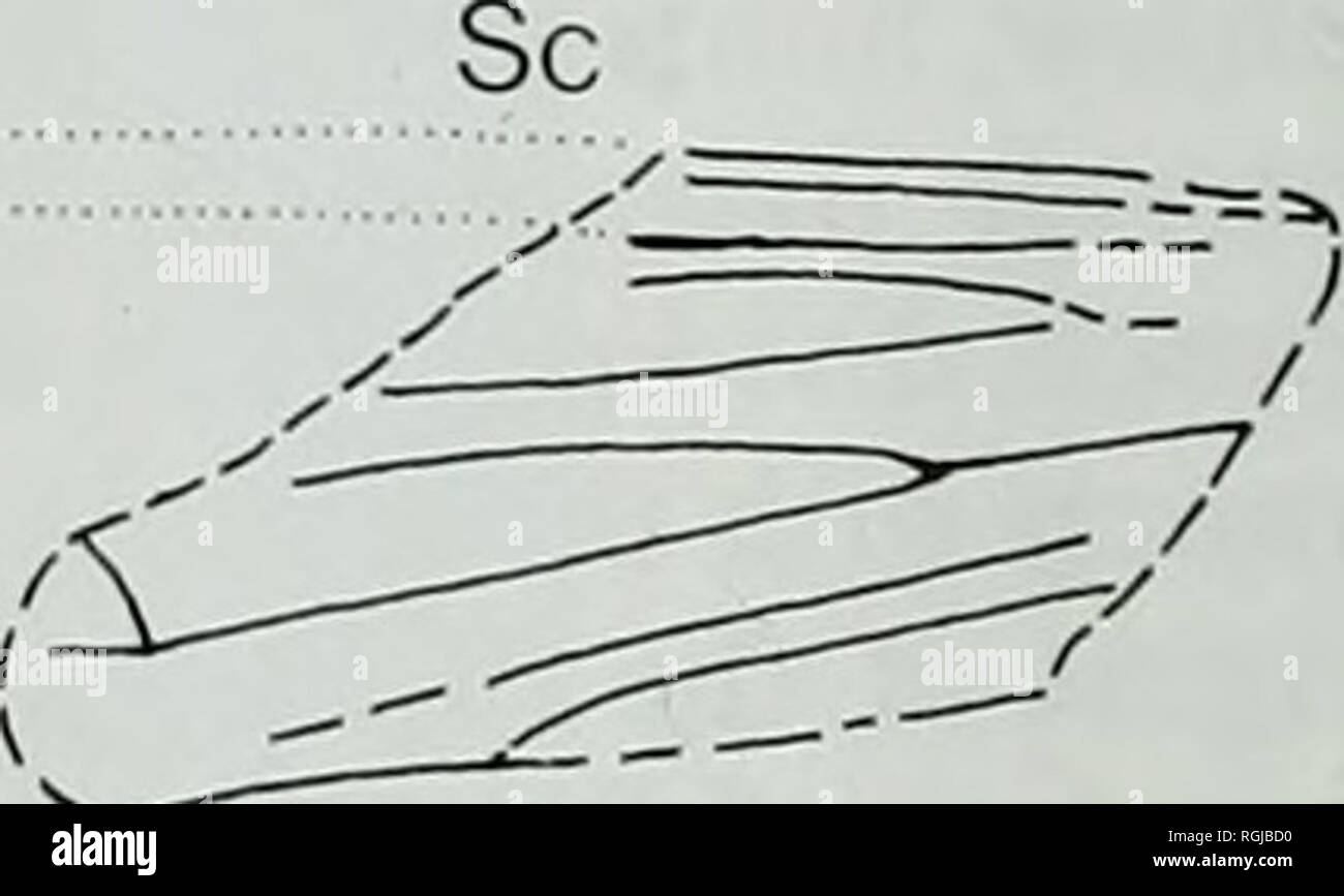 . Bulletin des British Museum (Natural History), Geologie. . CuA CuP 46 Abb. 39? Neuroneema Arten A.. 17404. Abb. 40? Neuroneema Arten B. In. 64536. Abb. 41 Nothochrysa capitata (Fabricius). Die jüngsten; hindwing Tipp. Die crossveins im subcostal Raum nicht prominenter und weniger wahrscheinlich, die bewahrt werden, wenn versteinerte (vgl. Abb. 42). Abb. 42 Chrysopidae Arten A. 1.8643. Abb. 43 Bittacus sinensis Walker. Die jüngsten; forewing Tipp. Abb. 44 Bittacus veternus (Cockerell) Comb. nov. Holotyp, In. 24330. Siehe auch Abb. 36. Abb. 45 Bittacus chlorostigma McLachlan. Die jüngsten; äußeren Teil der forewing. Abb. 46 Stockfoto