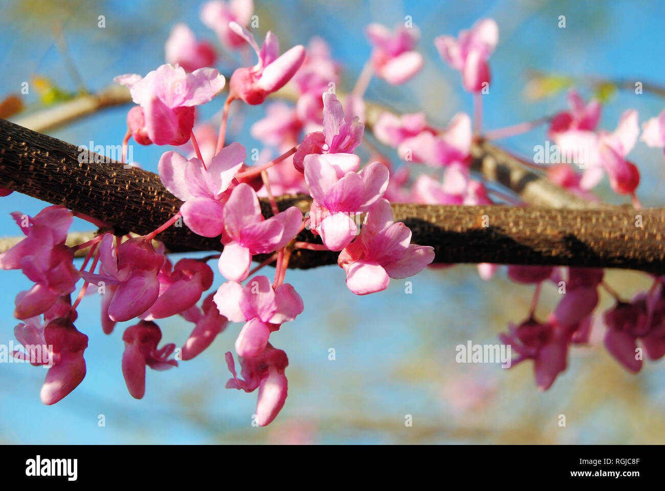 Nahaufnahme von vielen rosa Cercis canadensis (Eastern Red Bud tree) Blumen in voller Blüte auf einer rot-braunen Zweig im Frühjahr, mit einem klaren blauen Himmel Stockfoto