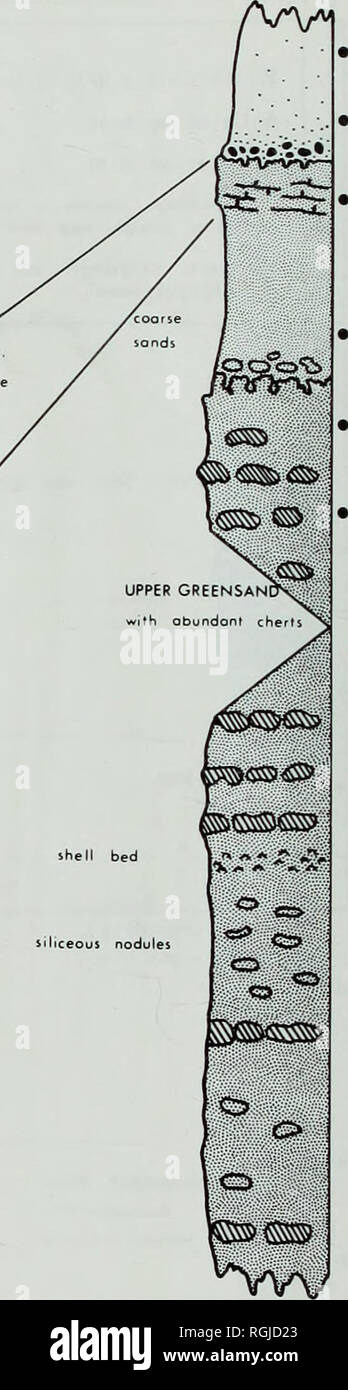 . Bulletin des British Museum (Natural History), Geologie. CHARDSTOCK - DEVON ST. 316 044 S. 1-2-3-5 -11-12-15 A. 21 -30-31-35 13 C 50-51-? 47 KELLER BETT mit dern Assemblage Ammoniten ed Tacotus 7 S. 3-5-11 Sondy. g aucon. A.o. &Lt;Z&lt; Zu-ll. A 21 - 24 -28 - 35 noduläre Kalkstein 4 O C 38 -47 z u/keine identifrable microfauno HORNSTEIN BETTEN. shell Bed kieselsäurehaltigen Knötchen Abb. 35 Microfaunal details, Storridge Hill, Chardstock, Devon. Siehe Abb. 20 für das Schreiben von Code. 92. Bitte beachten Sie, dass diese Bilder aus gescannten Seite Bilder, die digital für readabil gesteigert wurden extrahiert werden Stockfoto