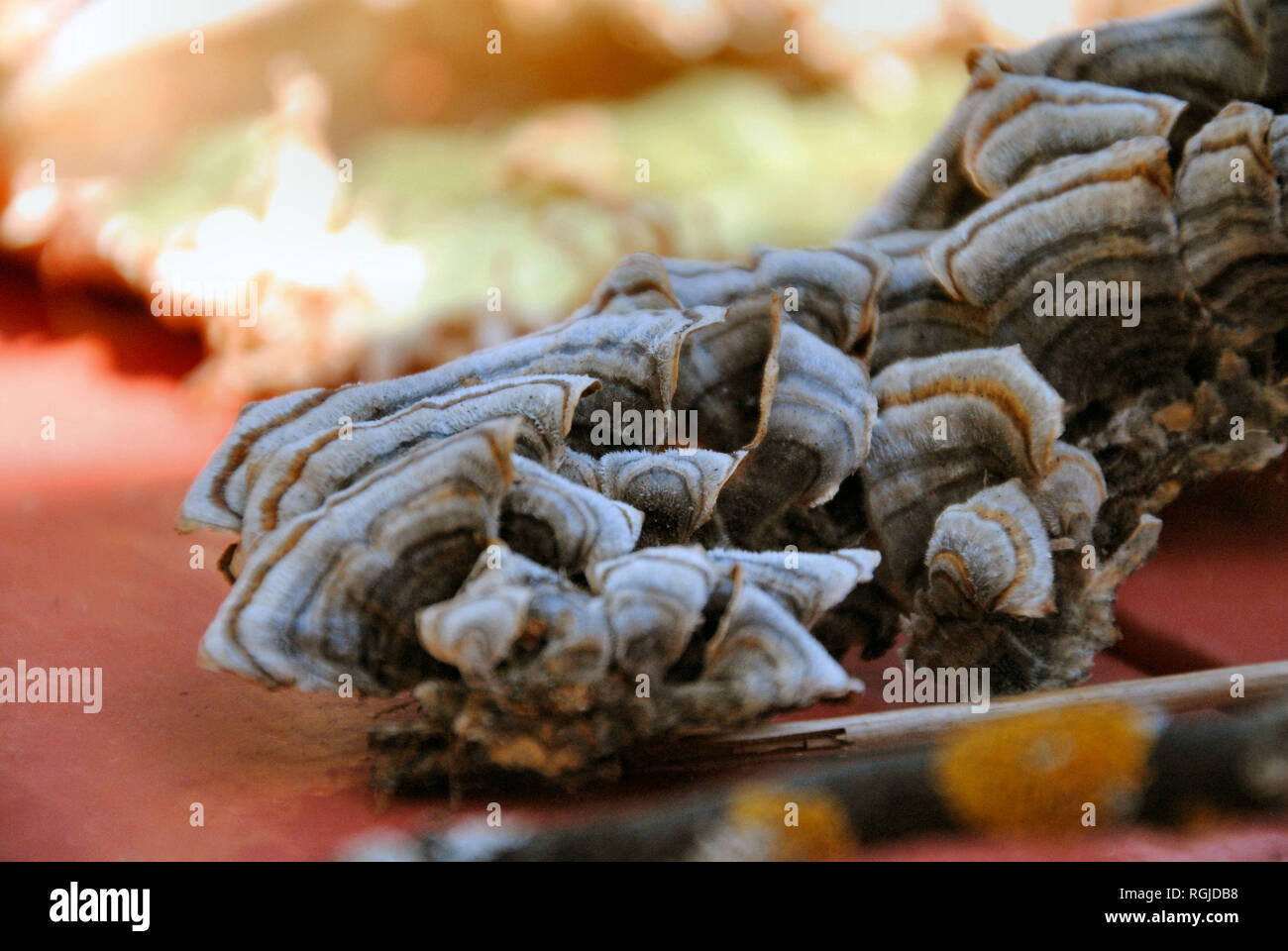 Nahaufnahme von frischen Trametes Versicolor (Türkei Schwanz) Pilz, grau-schwarz-weiß-orange konzentrische Linien und einem haarigen Textur, auf einem roten Tisch Stockfoto