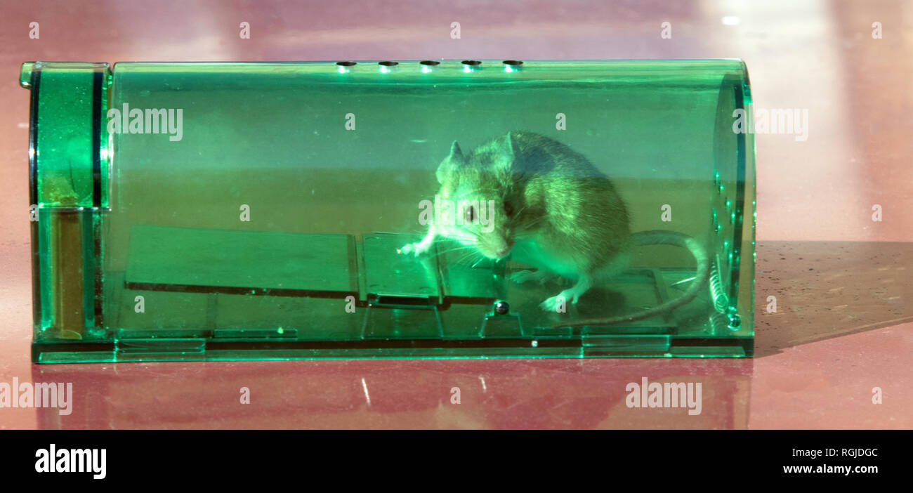 BOSSIER CITY, LA, USA-JAN. 28, 2019: eine Maus ist auf eine humane Mausefalle verfangen. Stockfoto