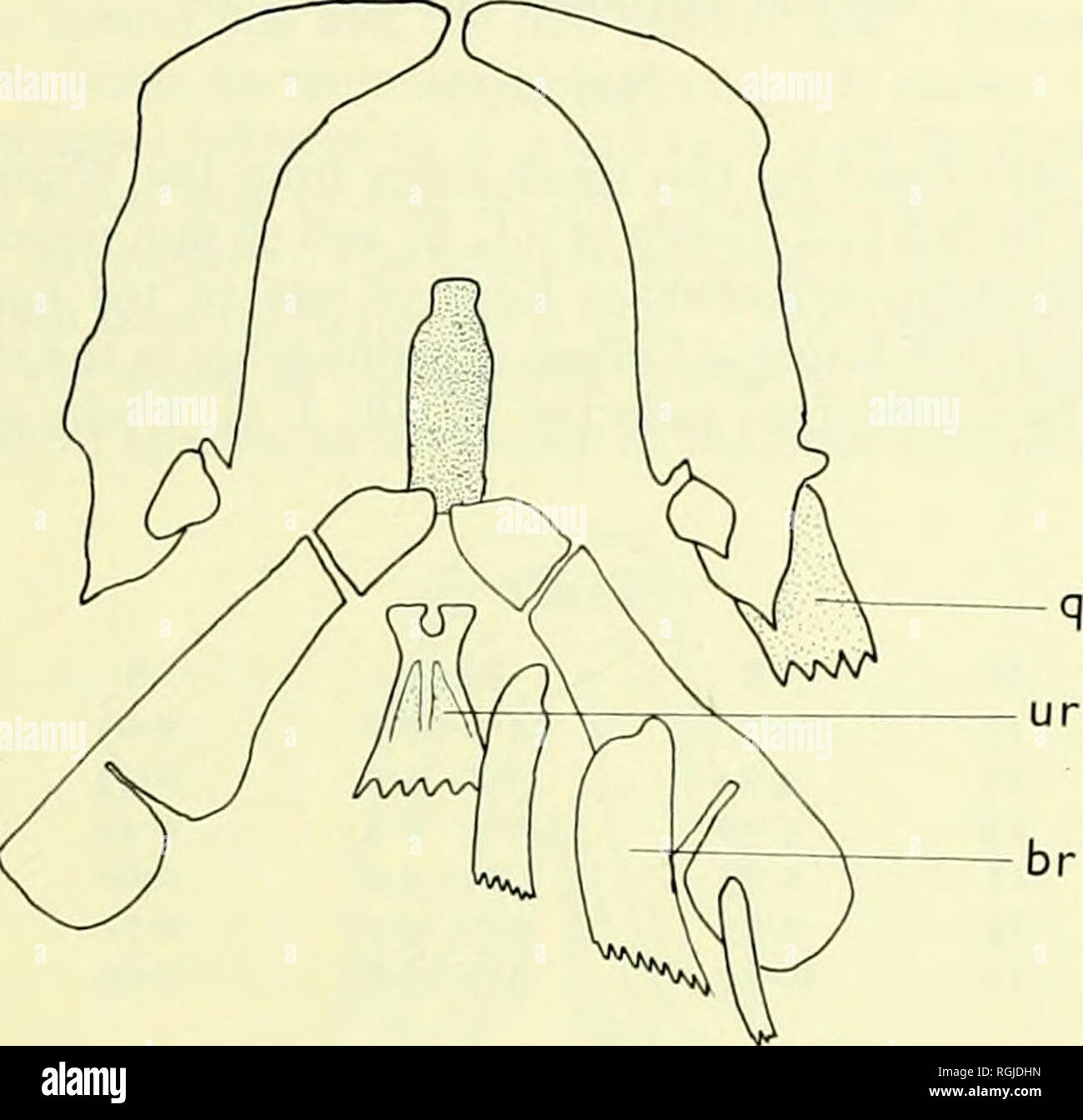 . Bulletin des British Museum (Natural History). BARBUS ALLUAUDI: EINE MÖGLICHE INTERGENERIC HYBRID 275 Ergebnisse; SL 157 mm-gut Länge 580 mm; SL 160 mm-gut Länge 740 mm; SL 162 mm-gut Länge 635 mm. Dies gibt ein Darm/Standard länge Verhältnis von 3i4i. Abb. 13. Den Unterkiefer und hyoid Region V. ruwenzorii. Schlüssel wie in Abb. 7.. Bitte beachten Sie, dass diese Bilder sind von der gescannten Seite Bilder, die digital für die Lesbarkeit verbessert haben mögen - Färbung und Aussehen dieser Abbildungen können nicht perfekt dem Original ähneln. extrahiert. British Museum (Natural History). Londo Stockfoto