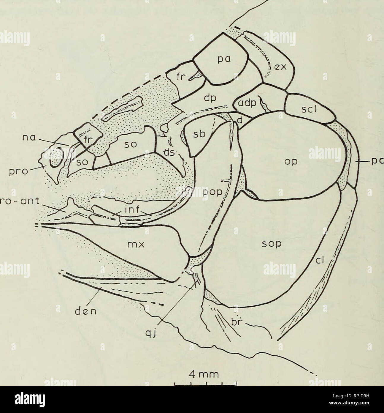. Bulletin des British Museum (Natural History), Geologie. 3 o8 und REDFIELDIIFORM PERLEIDIFORM steil in Richtung der Schnauze. Die supraorbital sensorischen Kanal ist in einem massiven Röhre entlang der gesamten Länge der Stirnbein umgeben. Es Vorher ist gebogen, so dass es parallel läuft mit dem ventralen Grenze der frontalen, posterior Es erstreckt sich auf die PARIETALE (S. 5455 a). Hintere Kopfeinheit an den Parietalen gibt es eine tiefe, schmale Knochen, der "D"-förmig. Dieses Element ist ähnlich in Form der suprascapu-lar von vielen actinopterygians, sondern als extrascapular identifiziert, weil es Bären Stockfoto