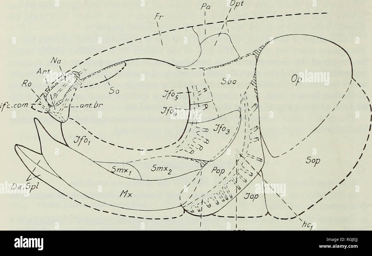 . Bulletin des British Museum (Natural History), Geologie. 4 i 8 BESTIMMTE TRIAS UND LIASSIC PHOLI DOPHORI D AE. poc orp Abb. 14. Pholidophoropsis macidata sp. nov. Wiederherstellung der Kopf in der Seitenansicht versucht. X 4-2. Ant, antorbital; De. Spl, dentary; Dpt, dermopterotic; Fr, frontale; Ifo Ifo ^-^, Ifo^, infra-ORBITALE I und 3-5; lop, interoperculum; Mx, Kiefer; Na, nasale; Op, operculum; Pa, Parietale; Pop, preoperculum; Ro, Rostralen; Sbo, suborbital; Sop, suboperculum; ant. br, antorbital Zweig der Infra-orbital-sensorischen Kanal; hci, anterior Abteilung von supramaxillary pit-Linie; ifc, Stockfoto