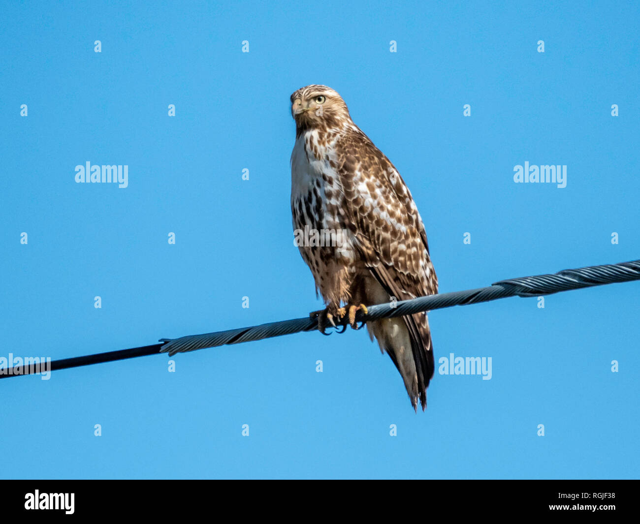 Ein Red-tailed Hawk, Buteo jamaicensis, Sitzstangen auf ein Dienstprogramm Kabel, die von einem klaren, blauen Himmel in Bossier City, Louisiana gerahmt Stockfoto