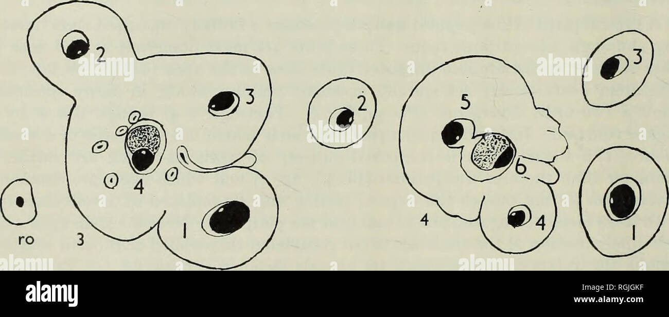 . Bulletin des British Museum (Natural History), Geologie. . Abbn. 1-4. Camera lucida Zeichnungen von vier Querprofile mit zwei Fünftel spiralförmigen Sequenz von Monarch blattstiel Spuren. Abbn. 1-3 zeigen drei Stufen in der Emission eines reduziert seitlicher Auswuchs (ro). Die petiolar Bundles sind in der Reihenfolge ihrer Entwicklung nummeriert. Alle x15. B.M. (N.H.) Holden Slg., Folien H. 92, H.153, H.177, H.192. äußeren Cortex von Zellen, die größer ist als die der inneren Rinde von der Kleinen-celled Epidermis eingeschlossen. Die Oberfläche der Stammzellen, insbesondere an und in der Nähe des Apex, Bären viele Haare. Diese sind Stockfoto