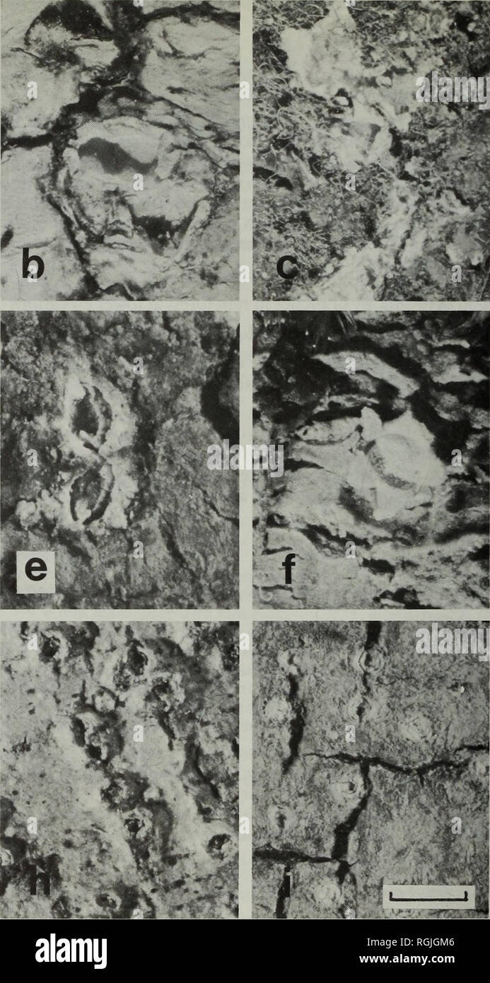 . Bulletin des British Museum (Natural History) Botanik. . ^ Abb. 7 Arten von Thelotrema. (A) T. aggregatum (Hale, 51 021). (B) 7". albowsellum (Hale 50 269). (C) r. astroideum (Hale 47 035). (D) 71 coccineum (Thwaites Seriennr. im BM). (E) 7". colobicum (Hale 50 251). (0 7. dilatatum (Hale 46 218). (G) 7. dissultum (Hale 51 139). (H) 7. imperfectum (Hale 50 433). (I) r. kfflflm (Hale 50 098). Skala in Abb. 7 i=1 mm.. Bitte beachten Sie, dass diese Bilder aus gescannten Seite Bilder, die digital für die Lesbarkeit verbessert haben mögen - Färbung und Aussehen Dieser Lllustrat extrahiert werden Stockfoto