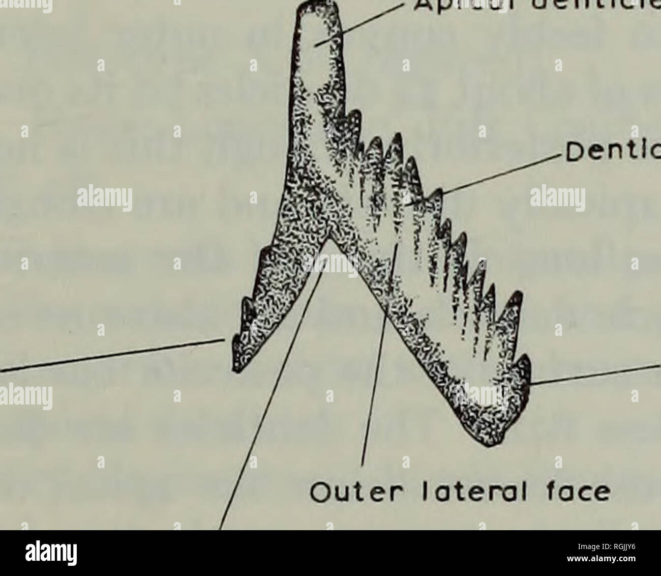 . Bulletin des British Museum (Natural History) Geologie ergänzen. Britische AVONIAN CONODONT FAUNEN 89 Beschreibung. Eine clydagnathid mit einem hohen, ebenso tridenticulate anterior Blade, einer kurzen hinteren Blade und einem schweren asymmetrischen basal Hohlraum. Die Einheit ist gewölbt und dreieckigen Querschnitt. Die Klinge ist kurz und hoch, bestehend aus drei gleichen denticles in eine Klinge, aber mit kostenlosen Tipps, die leicht divergierenden abgesichert. Die Plattform ist lanzettlich, fast vier Mal so lang wie breit, und ist mit zwei Reihen von denticles entlang der Plattform Margen, getrennt durch einen gerade, shal verziert Stockfoto . Bulletin des British Museum (Natural History) Geologie ergänzen. Britische AVONIAN CONODONT FAUNEN 89 Beschreibung. Eine clydagnathid mit einem hohen, ebenso tridenticulate anterior Blade, einer kurzen hinteren Blade und einem schweren asymmetrischen basal Hohlraum. Die Einheit ist gewölbt und dreieckigen Querschnitt. Die Klinge ist kurz und hoch, bestehend aus drei gleichen denticles in eine Klinge, aber mit kostenlosen Tipps, die leicht divergierenden abgesichert. Die Plattform ist lanzettlich, fast vier Mal so lang wie breit, und ist mit zwei Reihen von denticles entlang der Plattform Margen, getrennt durch einen gerade, shal verziert Stockfoto