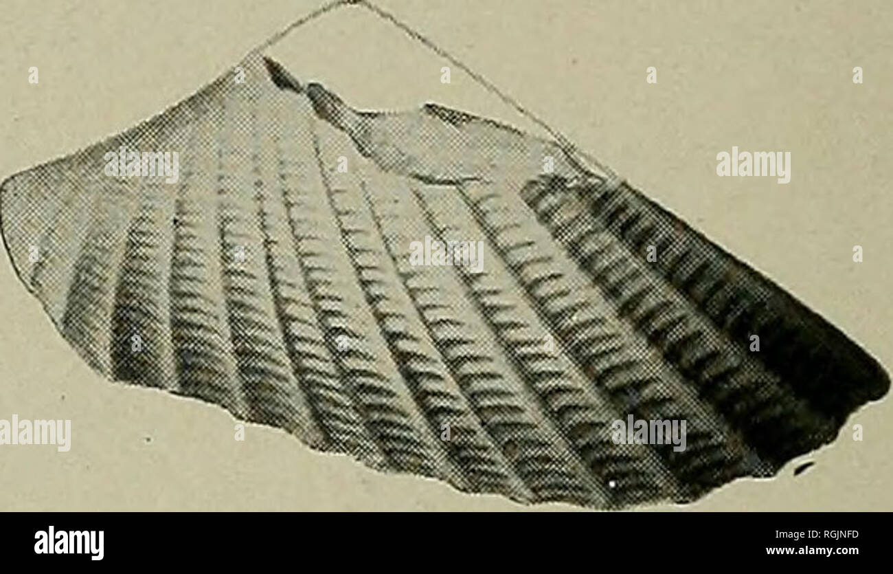 . Bulletin - New York State Museum. Wissenschaft. Conocardium incarceratum X3 durch die Projektion des konzentrischen Wachstums in Form von ausgeprägten Lamellen steigt aus der Tiefe der Intervalle zwischen den Rippen höhlenartigen und Aufteilung dieser Bereiche in die Reihe der Grube länglichen-förmige Meshes. Ich habe entsorgt diese Schalen mit C. rhenanum wie beschrieben und durch Beushausen [A.a.o., S. 402, Pi stellte identisch zu betrachten. 30, Abb. 5-8]. Es besteht Übereinstimmung zwischen den beiden Gruppen in Bezug auf Größe, Form und radiale Markierung aber die lamellare Struktur ist nicht ausreichend detailliert festgelegt, um zu bestimmen, ob es c Stockfoto