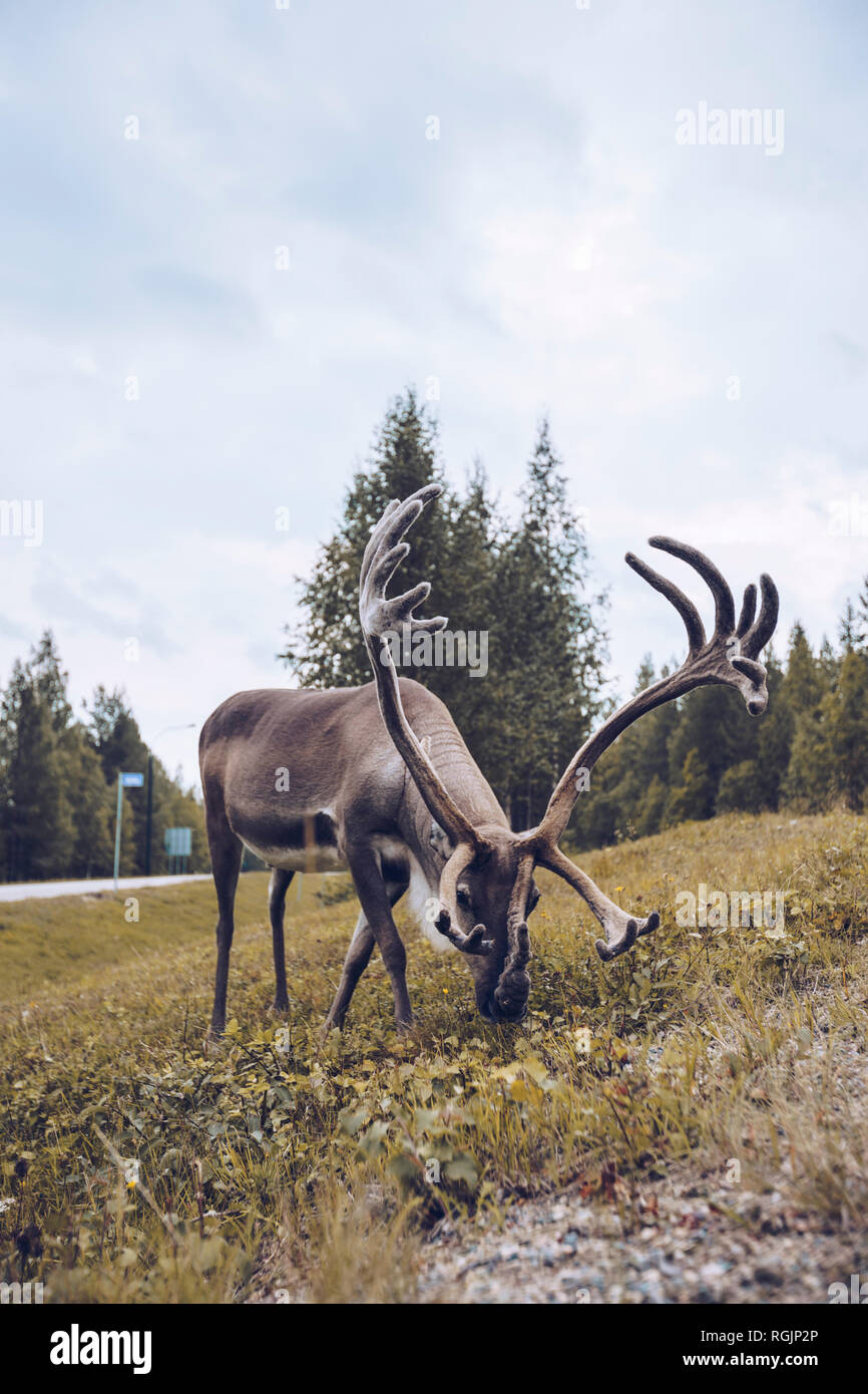 Rentiere grasen auf einer Wiese, Finnland Stockfoto