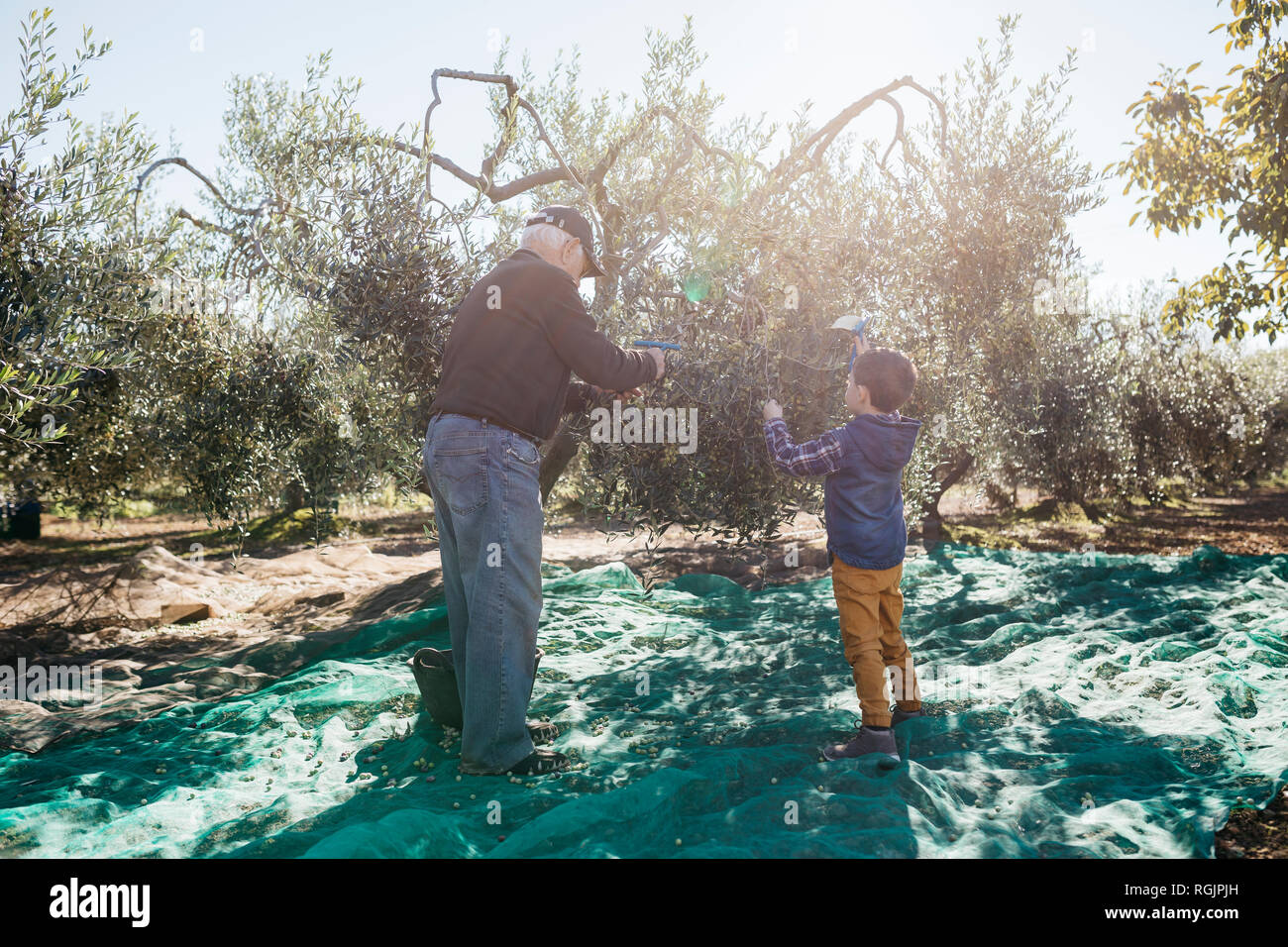 Älterer Mann und Enkel Olivenernte zusammen im Orchard Stockfoto