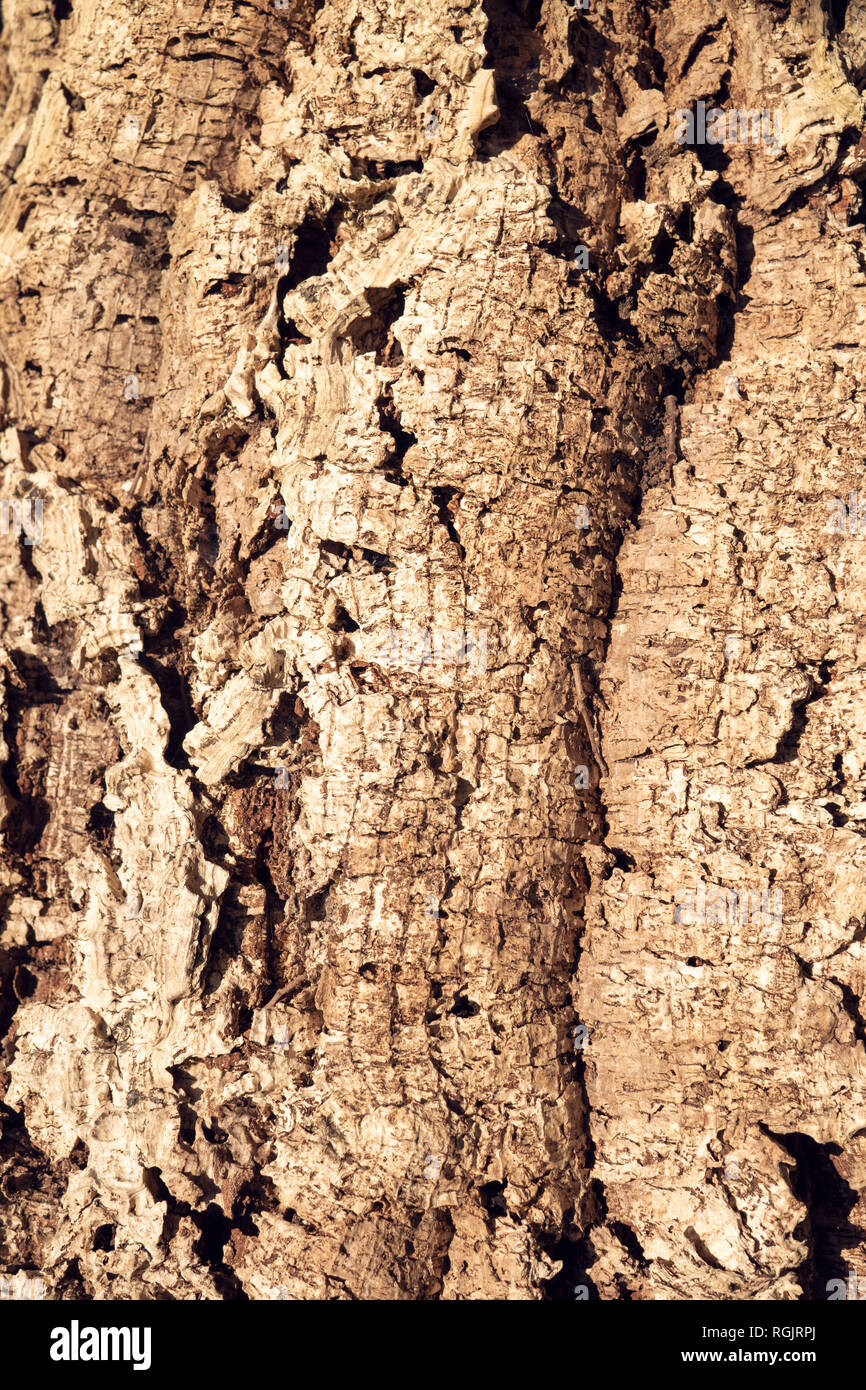 Cork Oak Tree Textur Hintergrund. Natur Hintergrund. Weinindustrie Stockfoto