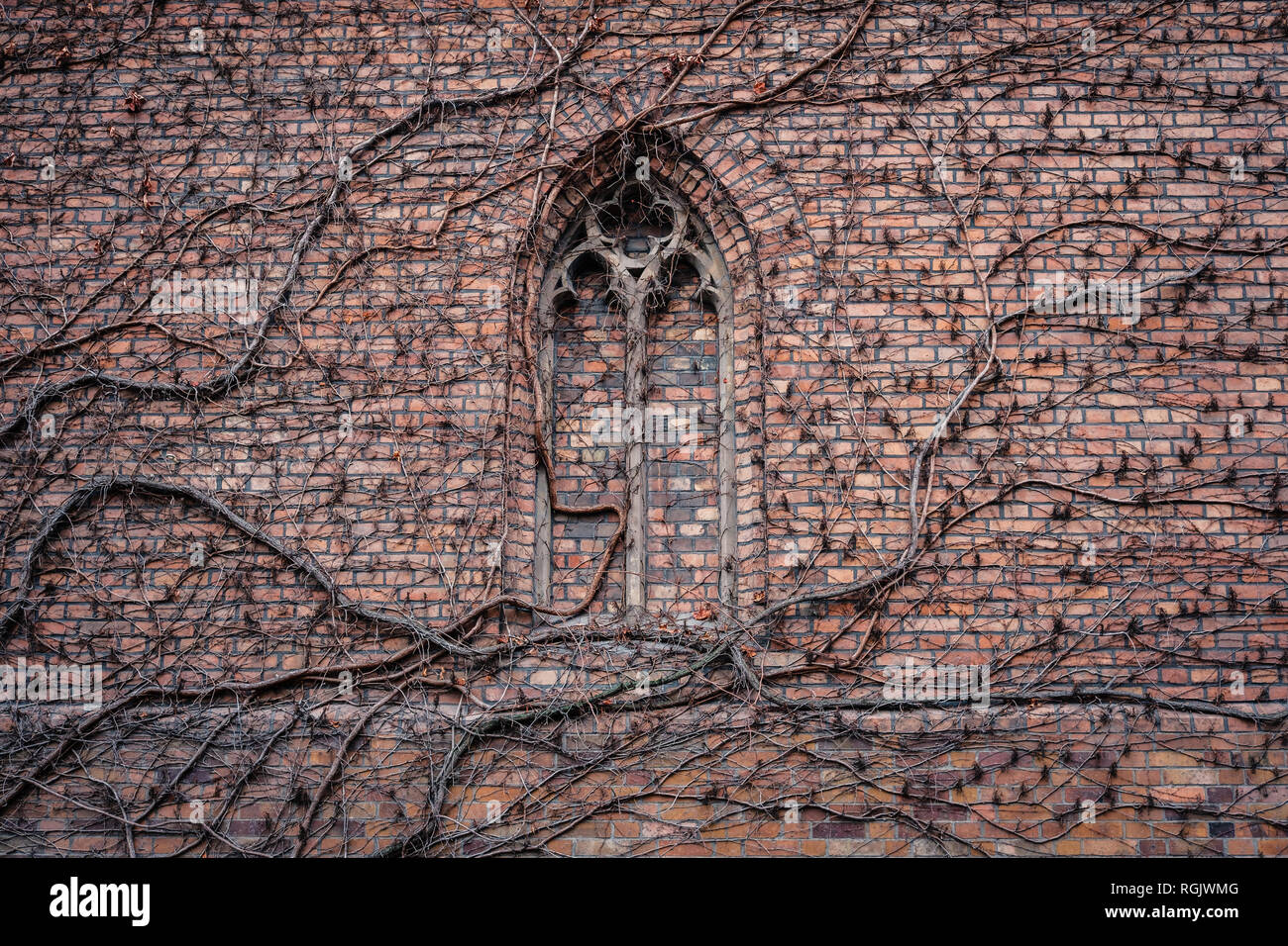 Überwucherte Mauer der Kirche Gebäude mit ehemaligen gotischen Fenster Detail - Stockfoto Überwucherte Mauer der Kirche Gebäude mit ehemaligen gotischen Fenster Detail - Stockfoto
