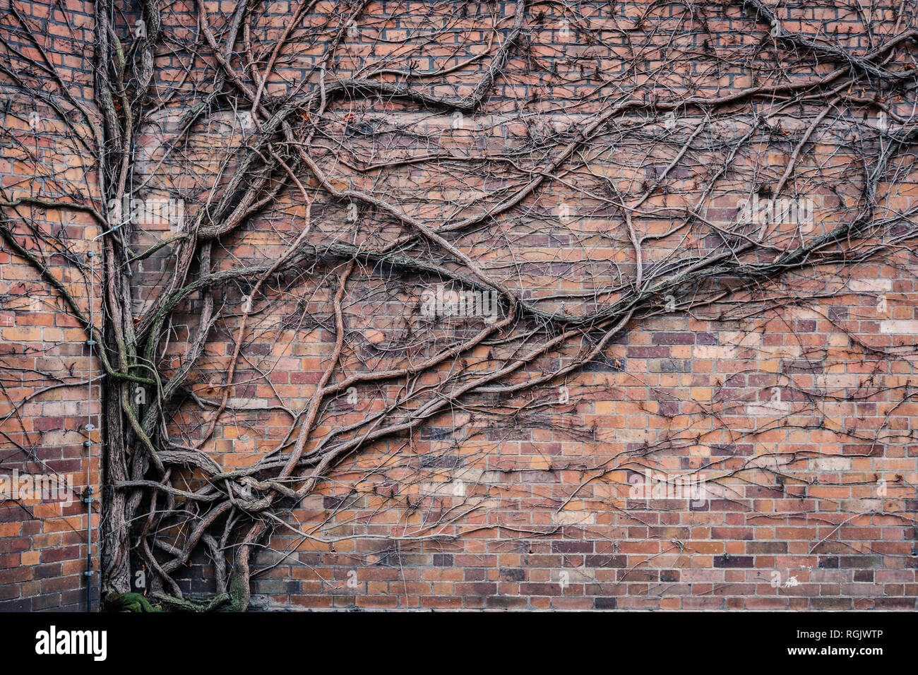 Überwucherte Mauer im Winter - Äste Klettern an der Wand Stockfoto Überwucherte Mauer im Winter - Äste Klettern an der Wand Stockfoto
