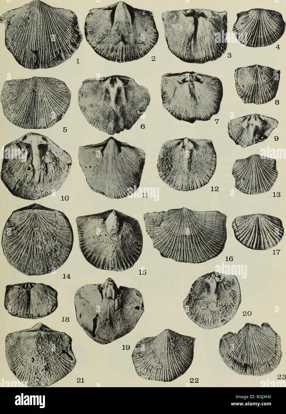 . Bulletin des British Museum (Natural History), Geologie. Bull. B.M. (N.H.) Geol., 8, 7 Platte 7. Bitte beachten Sie, dass diese Bilder sind von der gescannten Seite Bilder, die digital für die Lesbarkeit verbessert haben mögen - Färbung und Aussehen dieser Abbildungen können nicht perfekt dem Original ähneln. extrahiert. British Museum (Natural History). London: BM (NH) Stockfoto