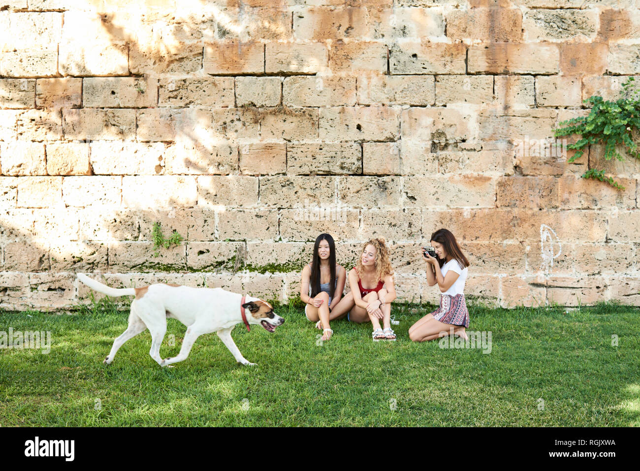 Drei junge Frauen sitzen an Steinmauer unter Bild von Hund vorbei Stockfoto