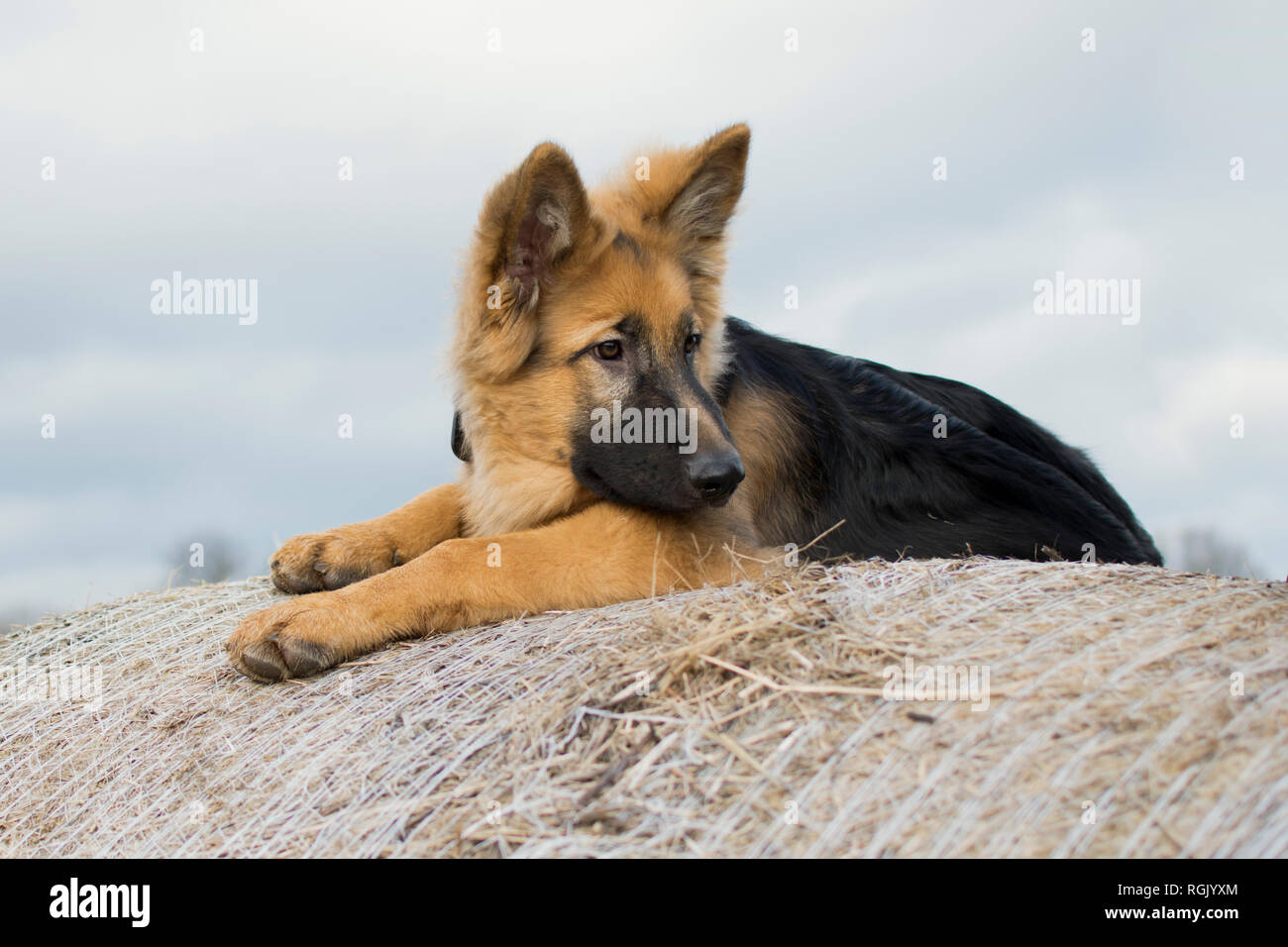 Junger Hund Liegt Auf Dem Heu Bundle Deutscher Schaferhund Portrait Stockfotografie Alamy