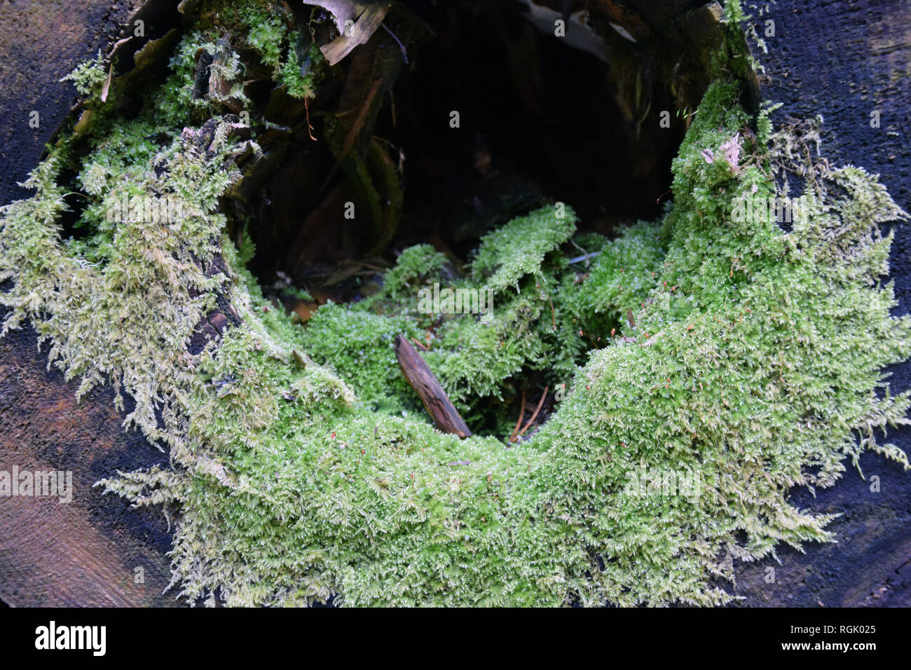 Baumstumpf mit Moos und Flechten. Textur. Stockfoto