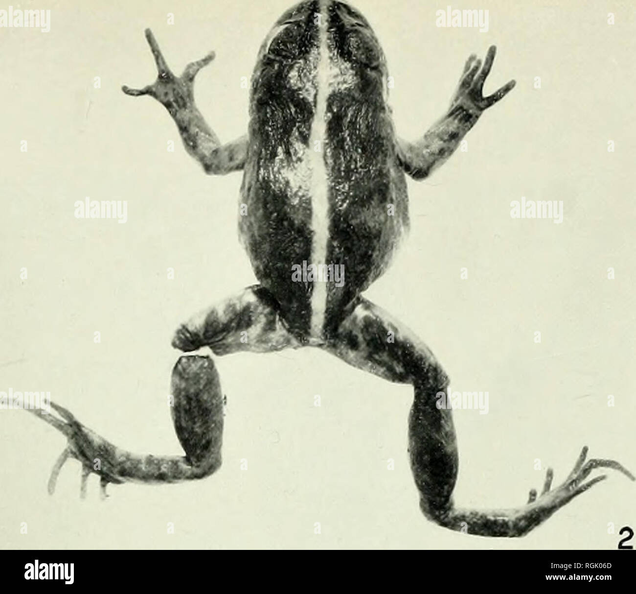 . Bulletin des British Museum (Natural History). Bull. 11. M. (N.H.) Zool. S, 3 Platte 4. Bitte beachten Sie, dass diese Bilder sind von der gescannten Seite Bilder, die digital für die Lesbarkeit verbessert haben mögen - Färbung und Aussehen dieser Abbildungen können nicht perfekt dem Original ähneln. extrahiert. British Museum (Natural History). London: BM (NH) Stockfoto