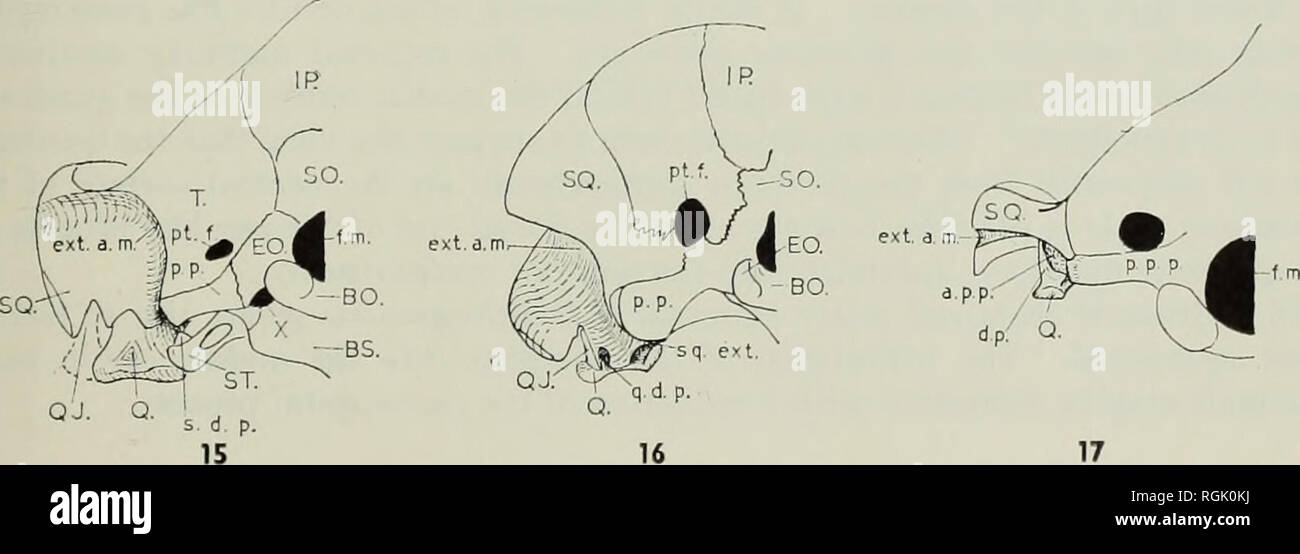 . Bulletin des British Museum (Natural History), Geologie. Von DEN FÄHIGKEITEN DES OLIGOKYPHUS 79 Die squamosal in die gleiche Richtung, und es endet genau über der medialen condylus der quadratische; Die ventralen Teil liegt seitlich in der Mitte des ventralen Teil der Mantelfläche des paroccipital Prozess (Text-Abb. u). Die hintere Oberfläche der quadratische, oberhalb des medialen Condylus, ist leicht konkav. Ein kurzer Flansch im antero-posterior Ebene (Text-Bild. 16, q. d.S.) erstreckt sich nach oben aus der lateralen Seite der quadratische, der Postero-dorsalen Ecke in eine Tasche in der v Stockfoto