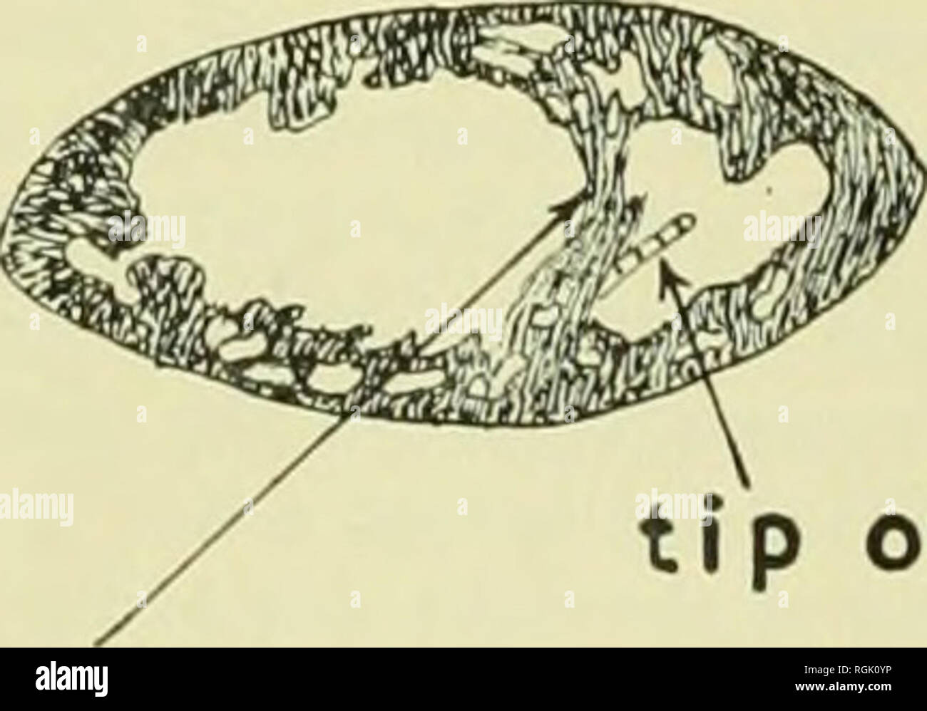 . Bulletin des British Museum (Natural History). Tipp von Intv. sep.Mus.t. Abb. 6. T. triungitis. Eine Reihe von dorso-ventrale Abschnitte im Ventrikel, parallel zu der Querachse. (Apex, in der Nähe des anterioren Grenze.) 1-4. Spong 5'wand, mit kleinen unregelmäßigen Hohlräumen. Muskel Trabekeln laufen hauptsächlich antero-posterior und dorso-ventral. 5. Muskel trabekeln sind weniger an der Zahl und die Hohlräume sind größer. 6-7. Bands der Muskelfasern überqueren Sie die ventrikuläre Hohlraum in dorso-ventrale Richtung. Sie bilden eine sekundäre Herzkammerscheidewand, die den Hohlraum teilt sich in einen größeren Links und eine kleine Stockfoto