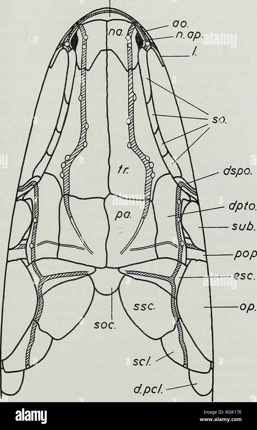 . Bulletin des British Museum (Natural History), Geologie. ICHTHYOKENTEMA PURBECKENSIS 9 Die frontale (Fr.) ist die übliche sehr große Knochen, seine Gefährten in der Mitte der Linie und der Parietalen und dermopterotic Posterior. Über der Bahn um den seitlichen Rand des frontalen ist perfekt glatt, und es gibt keine Anzeichen für die Artikulation der ro.. Ich S mm. Ich Abb. i. Ichthyokentema purbeckensis. Rekonstruktion des Schädels und des Schultergürtels in der dorsalen Ansicht. Zur Erklärung der Buchstaben, siehe S. 43. supraorbitals. Die Front ist mit schwachen Grate, die sich aus ihrer Mitte strahlen verziert, und sind kürzer und m Stockfoto