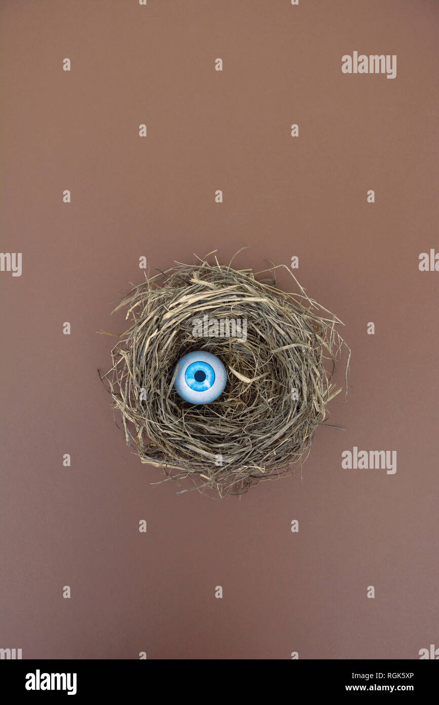 Bird's Nest mit Kunststoff Augapfel Stockfoto