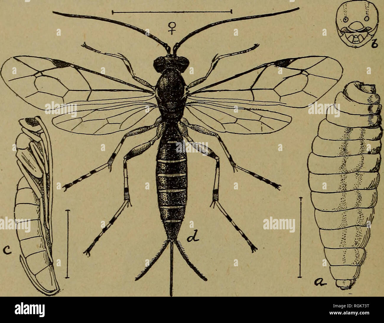 . Bulletin - New York State Museum. Wissenschaft. 44 NEW YORK STATE MUSEUM in großen Zahlen von tlie Wald Zelt - Caterpillar tMs vergangene Saison, und es Beute auf eine Reihe von anderen sehr schädlichen Insekten.. Abb. 82 Pimplaconquisitorra Larve; &Amp; Leiter der gleichen; c Puppe; d erwachsene Frau, alle erweiterten (nach Howard, US dep't-Agr., div. Ent., tech.ser., nein. 5) 91 Red tailed Tachina fly (Wintbemia 4-pustulata). Einen der wichtigsten Parasiten der Armee Wurm, Zelt - Caterpillar und mehrere andere Schädlinge. Diese Fliege ist in erheblichem Umfang in Bereichen schlecht geplagt mit Armee Würmern beobachtet, und Zweifel - weniger Stockfoto