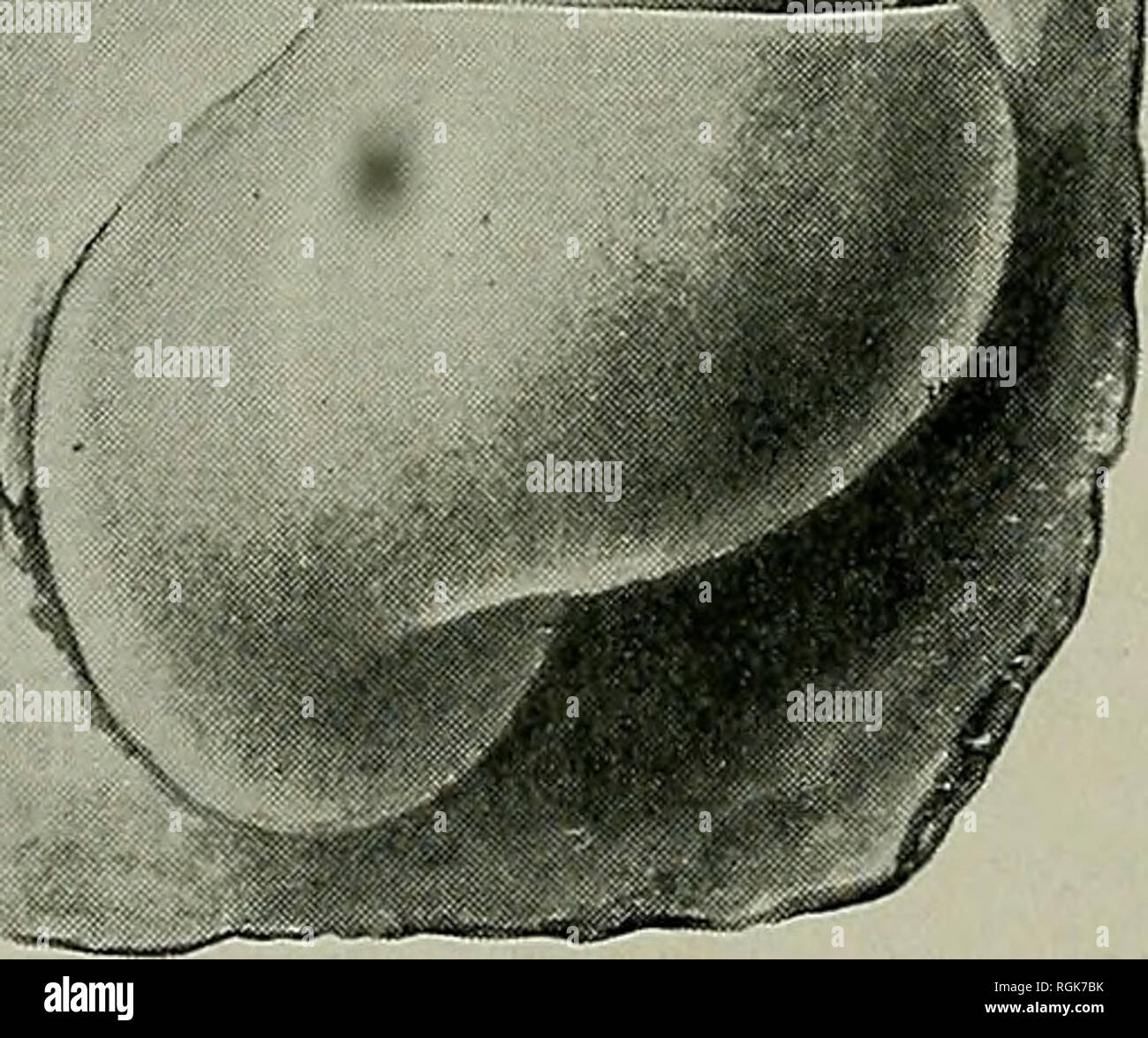 . Bulletin - New York State Museum. Wissenschaft. NEW YORK STATE MUSEUM der Naht. Es ist ein Ausdruck in diesem frühen Alter ungewöhnlich aber gut in Kohlensäure Schalen von ähnlichen Typs wie die De-Holopea enjalrani var. corrugata parture von H. enjalrani bekannt ist allein im Clustering der konzentrischen Wachstums Schlieren in pilae, sollte ich die Shell ein Ausdruck dieser Arten. Untere Devonic. Dalhousie, N. B. Holopea beushauseni nov. acrocheil uns? Sp. Beushausen. Preussen usw. 1884. pi.i, Abb. 7 Abhandl. z. Geol. Specialk. v. Shell von beträchtlicher Größe, Stoutly subconical mit Nadel und Faden Stockfoto