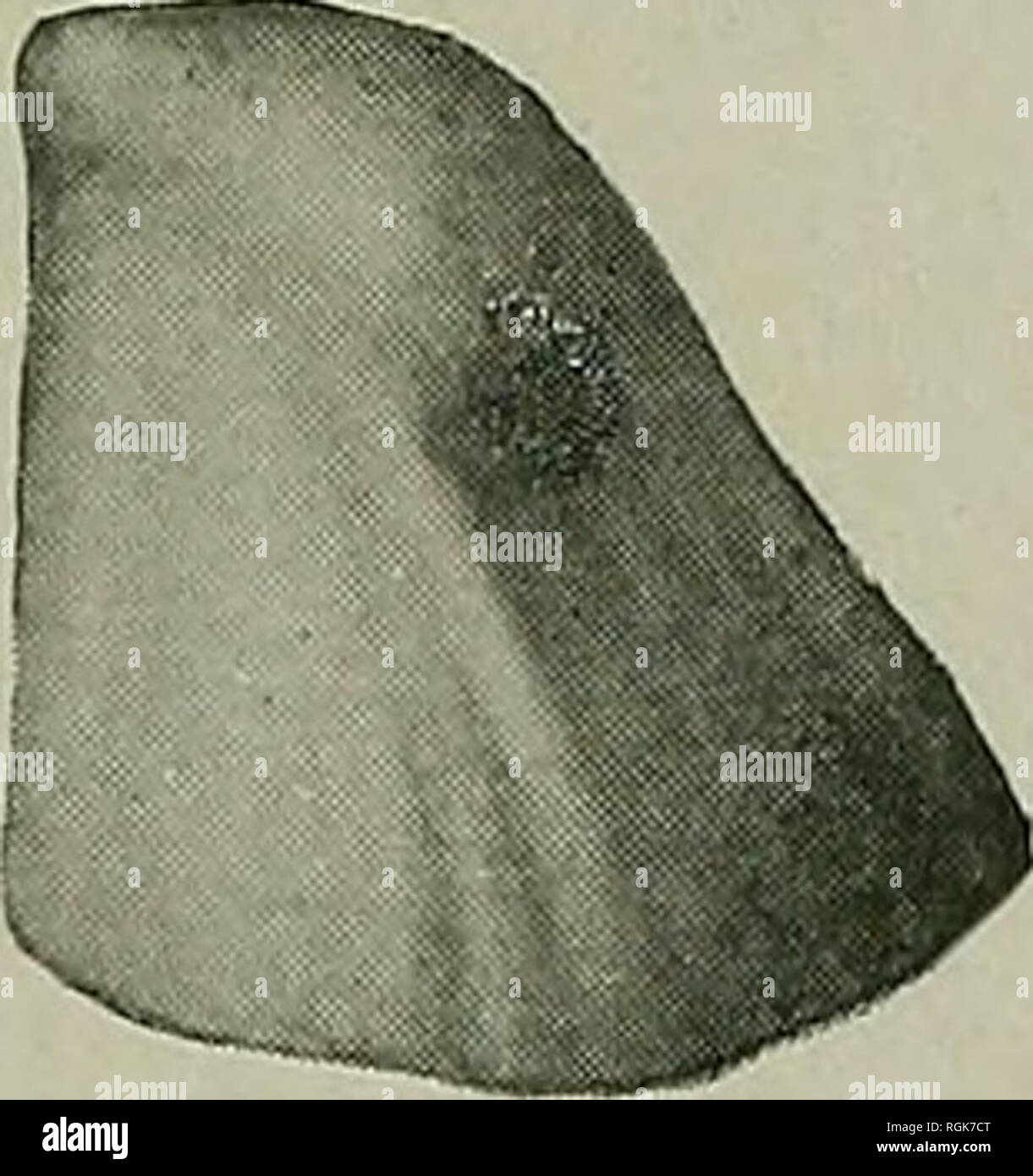 . Bulletin - New York State Museum. Wissenschaft. Platyceras hebes Faunen, aber eine solche Shell hat durch Oehlert im unteren Devonic der Augen bemerkt worden und fand im Bulletin de la Societe Geologique de France, 1890, Band 17, Tafel 19, Abb. 4. Lozver Devonic. Edmunds Hill, Chapman Plantage, Me. Platyceras kahlebergensis Beushausen Capulus kahlebergensis Beushausen. Abhandl. zur GEOLOG. Specialk. Preussen. 1884. pi.i, Abb. 14. Es besteht kein Zweifel an der Identität in diesem Fall zu sein scheint. Die Art ist ein Diaphorostomalike Platyceras mit einem Turm, von dem aus der Körper^% Platyceras kahlebergensii Wirtel expa Stockfoto