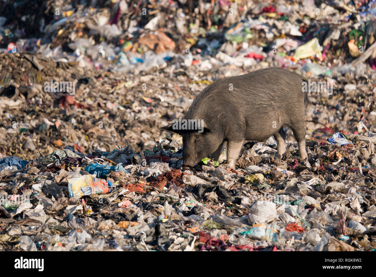 Schwein Auswaschung durch Müll an der Müllhalde in Rishikesh, Uttarakhand, Indien Stockfoto