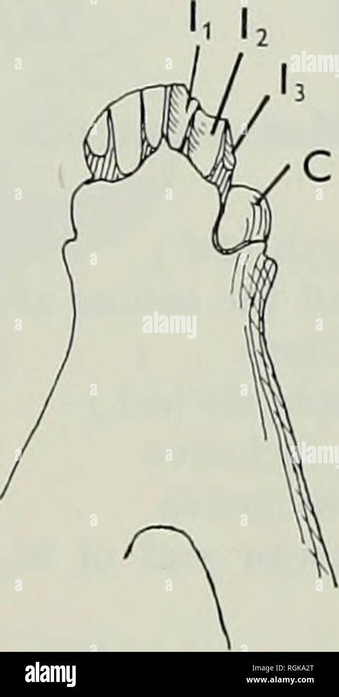 . Bulletin des British Museum (Natural History), Geologie. . Abb. 9. Chalicothevium rusingense, F 3608, symphyseal Teil der Unterkiefer, in der dorsalen und ventralen Views, x J. Die beiden Rami konvergieren in einem Winkel von 300. Die symphyse reicht zurück zum hinteren Ende der P2. Die symphyseal Region ist fast im Einklang mit der horizontalen Unterkieferast, zeigt aber eine leicht nach oben kippen. Die vertikale Tiefe geringer ist als die des Ramus, und es ist ein Schritt in der Alveolären Grenze anterior nach P2. Auf der unteren Fläche der symphyse ist gleichmäßig in Querrichtung gewölbt, und seine Oberfläche ist konkav ein Darm zu bilden Stockfoto