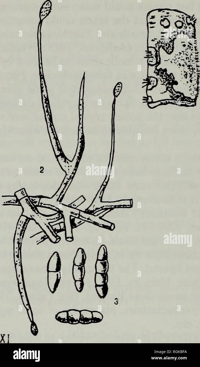 . Bulletin des British Museum (Natural History) Botanik. 282 D. L. HAWKSWORTH Die conidial Zustand von Pleospora herbarum (Fr.) Rabenh. Ein weit verbreiteter Parasit und saprophyte von Gefäßpflanzen bilden das Blatt-Spots und auf verfallende krautigen Stiele, etc. Dies ist eine Fehlbesetzung- ausgeschlossen, soweit nicht eine obligately oder in erster Linie lichenicolous Pilz aber zufällig auftretende auf Flechten. Abb. 46 Monacrosporium carestianum. Von Ferraris reproduziert (1904). Monacrosporium carestianum Ferraris, Malpighia 18:500 (1904). (Abb. 46) Typ: Italien, Riva Valdobbia, auf thallus eines Physcia, September 190 Stockfoto