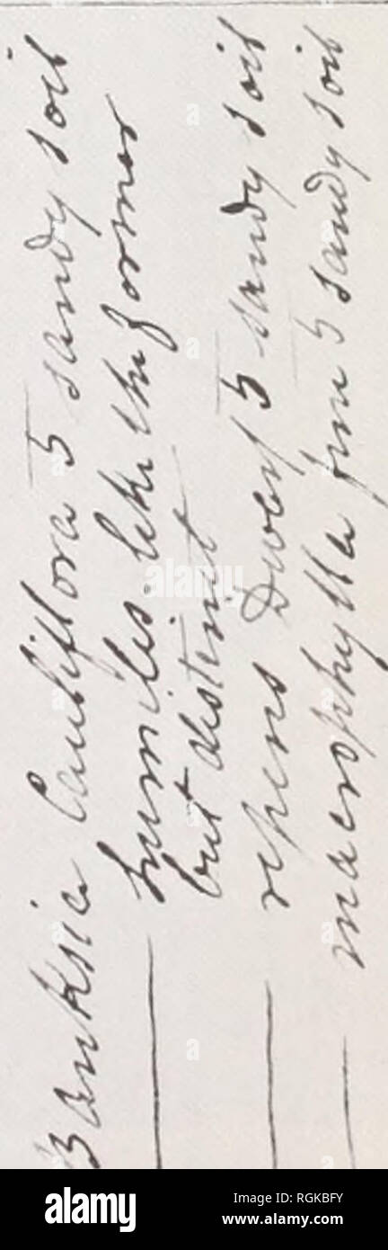 . Bulletin des British Museum (Natural History). ! C^^ I-v": k"^^^^^^-x. Bitte beachten Sie, dass diese Bilder sind von der gescannten Seite Bilder, die digital für die Lesbarkeit verbessert haben mögen - Färbung und Aussehen dieser Abbildungen können nicht perfekt dem Original ähneln. extrahiert. British Museum (Natural History). London: BM (NH) Stockfoto