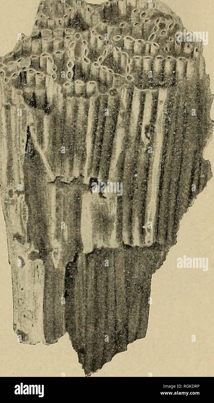 . Bulletin - New York State Museum. Wissenschaft. Geologie und Paläontologie OP den SCHOHARIE TAL 125 durchschnittlich 40 Meter dicke im Zement Bezirk, aber südlich von Kosendale geben zu Lehmhaltig und eisenhaltigen Sedimenten (Longwood Schiefer). Der Sandstein Phase dieser Serie Überschneidungen der congloijaerate nördlich von Binnewater, was eine schnellere Absenkung der die Bildung des Konglomerats verhindert. Die höchsten Bett der Serie, ein weißer Quarzit, Runden über alle die unteren, erscheinen als weit nördlich als Wilbur Brücke über den Kondout, wo es liegt, direkt am Hudson River s Stockfoto