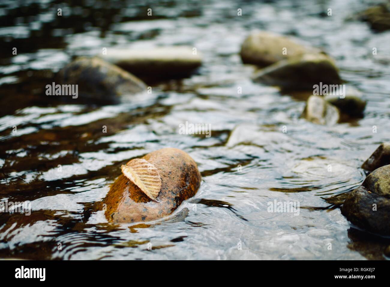 Blatt auf Felsen im Fluss Stockfoto