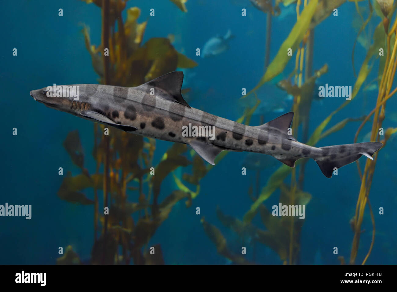 Leopard Shark in Seetang Wald, Monterey Bay, Kalifornien Stockfoto