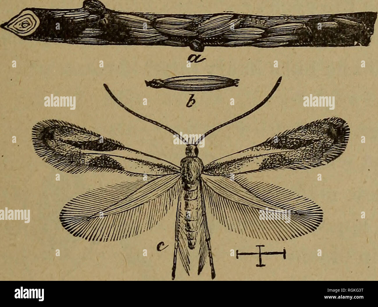 . Bulletin - New York State Museum. Wissenschaft. Abb. 5 Eye-spotted bud Motte und seine Sorgen - Säule paar Tage eine Woche später. Kerosin Emulsion ist auch wirksam, wenn sie zu diesem Zeitpunkt angewendet. 6 Bud Motte (t m e i n e e r a o c e 11 a n a). Kleine braune Raupen über J Zoll lang, mit schwarzem Kopf und Thorax- schild, sind häufig gefunden Essen die jungen Blätter und Blüten von Apfel und Birne. Die übergeordnete Moth ist ein unscheinbarer, grau im Winter Sekte wird durch tlie Hälfte übergeben - gewachsene Raupen in fast unsichtbar Kokons an - Tached in der Nähe einer Knospe oder rau in der Rinde. Behandlung: Spray Stockfoto