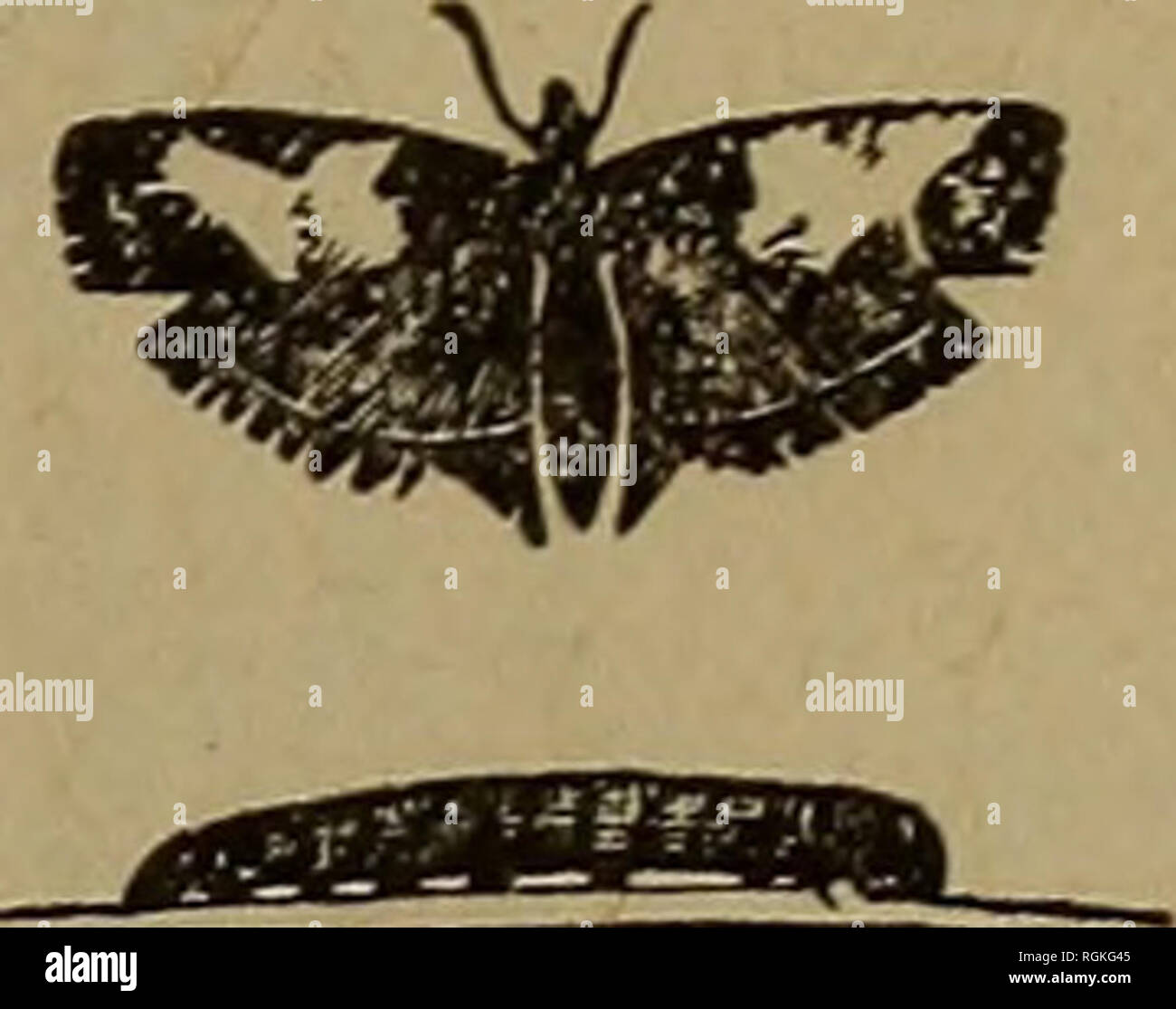 . Bulletin - New York State Museum. Wissenschaft. Schädliche und nützliche Insekten. Abb. 5 Eye-spotted bud Motte und seine Sorgen - Säule paar Tage eine Woche später. Kerosin Emulsion ist auch wirksam, wenn sie zu diesem Zeitpunkt angewendet. 6 Bud Motte (t m e i n e e r a o c e 11 a n a). Kleine braune Raupen über J Zoll lang, mit schwarzem Kopf und Thorax- schild, sind häufig gefunden Essen die jungen Blätter und Blüten von Apfel und Birne. Die übergeordnete Moth ist ein unscheinbarer, grau im Winter Sekte wird durch tlie Hälfte übergeben - gewachsene Raupen in fast unsichtbar Kokons an - Tached in der Nähe einer Knospe oder rauen p Stockfoto