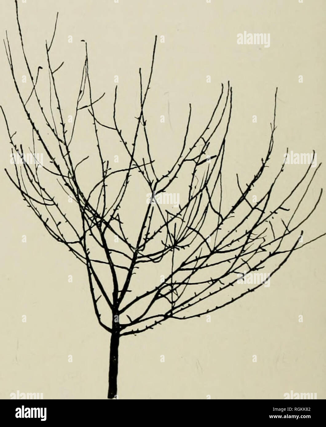 . Bulletin - Massachusetts landwirtschaftliche Experiment Station. Landwirtschaft - - Massachusetts. Abbildung 1. Ungelöschten König Baum im Alter von drei und sieben Jahren, die das natürliche Gleichgewicht des Baumes, wie es wächst. Die linke Seite des Baumes, die in den ersten Jahren schwächer, hat die stärker geworden. Mäßige Korrektur beschneiden würde, um eine ausgewogenere Baum produziert haben. Clark Obstgarten. 1 - Dieser Obstgarten wurde 1897 gepflanzt. Die Zeilen in der Beschneidung Test enthalten waren, Rhode Island Greening, wohlhabende, Mcintosh, und Ben Davis. Sie haben unter verschiedenen Arten von Bodenbewirtschaftung und Düngung durch Th. Stockfoto