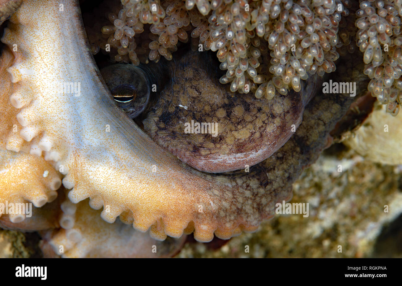 Octopus rubescens mit Eiern Stockfoto