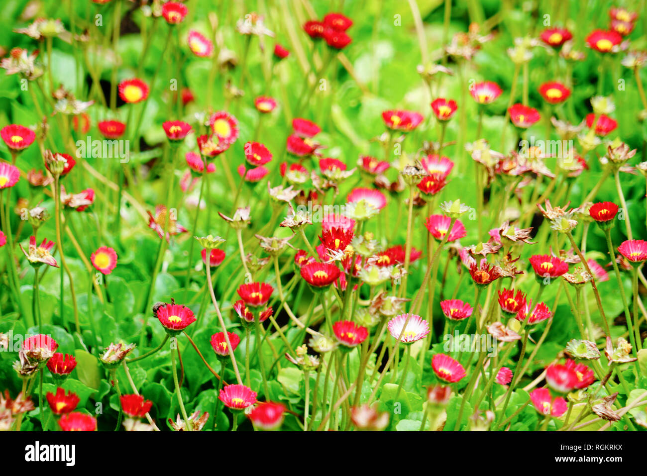 Kleine blühende rote Blumen in den grünen Garten im Frühling Saison Stockfotografie